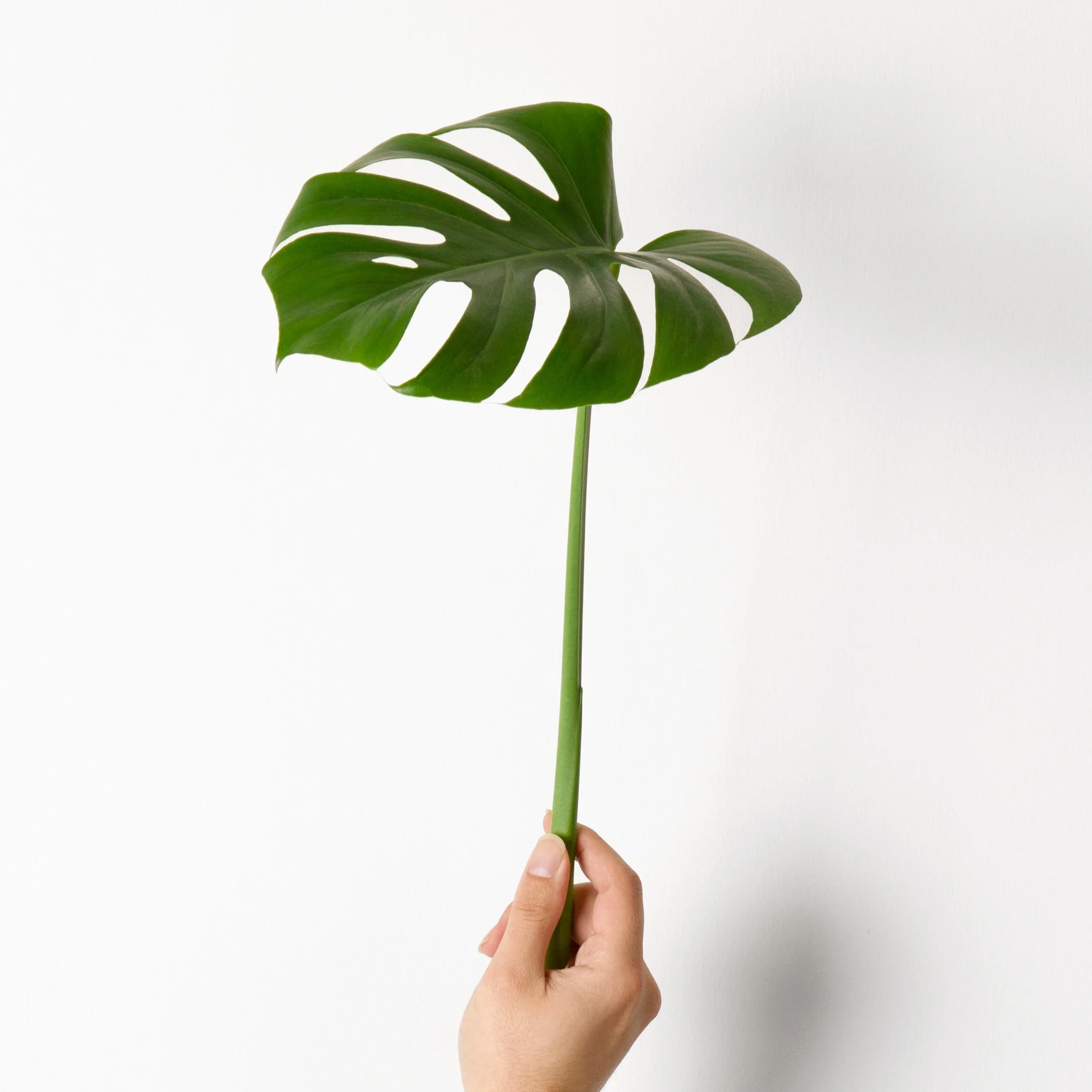 Episode 134: we want more plant emojis!