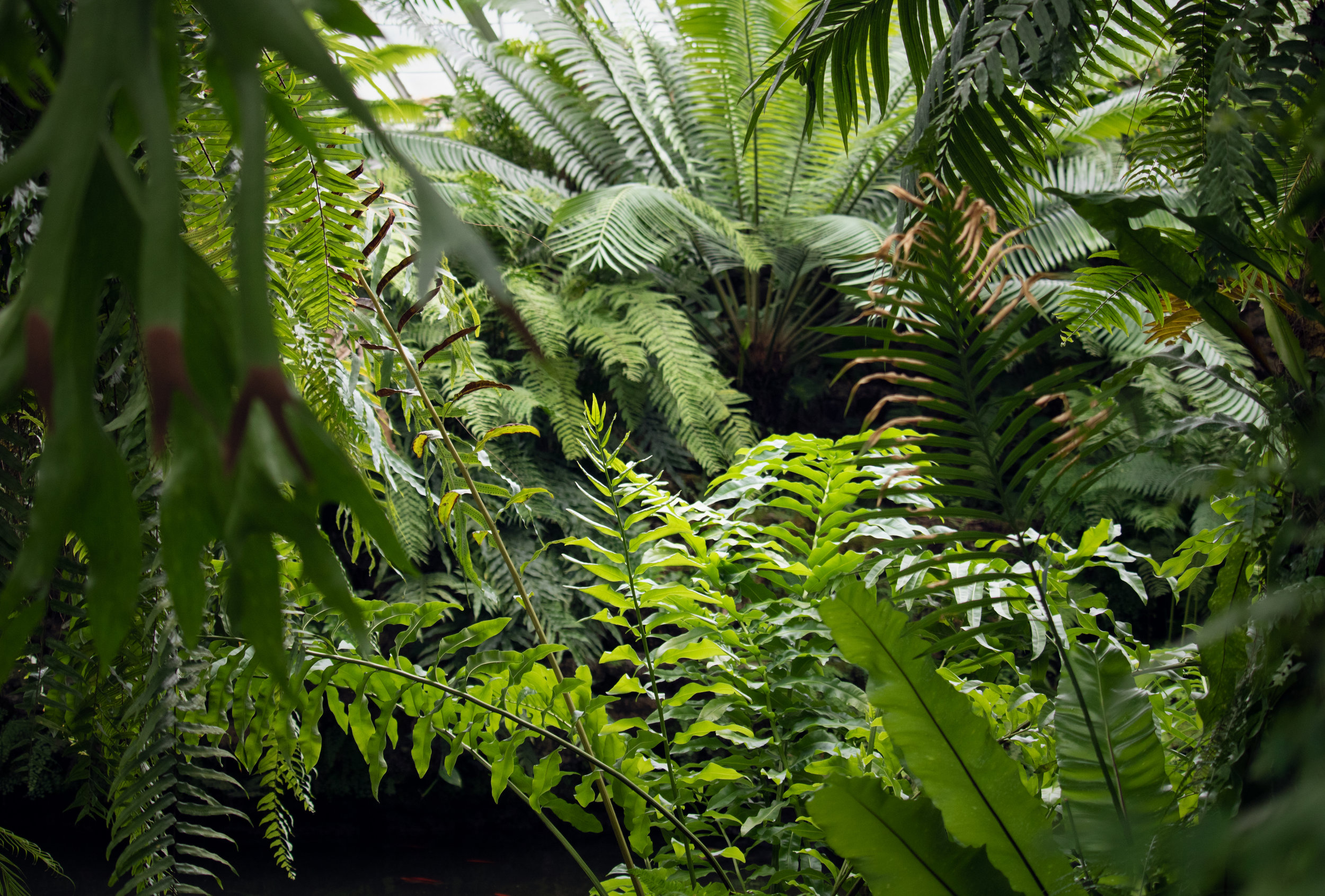Episode 152: leaf botany part three - silicon
