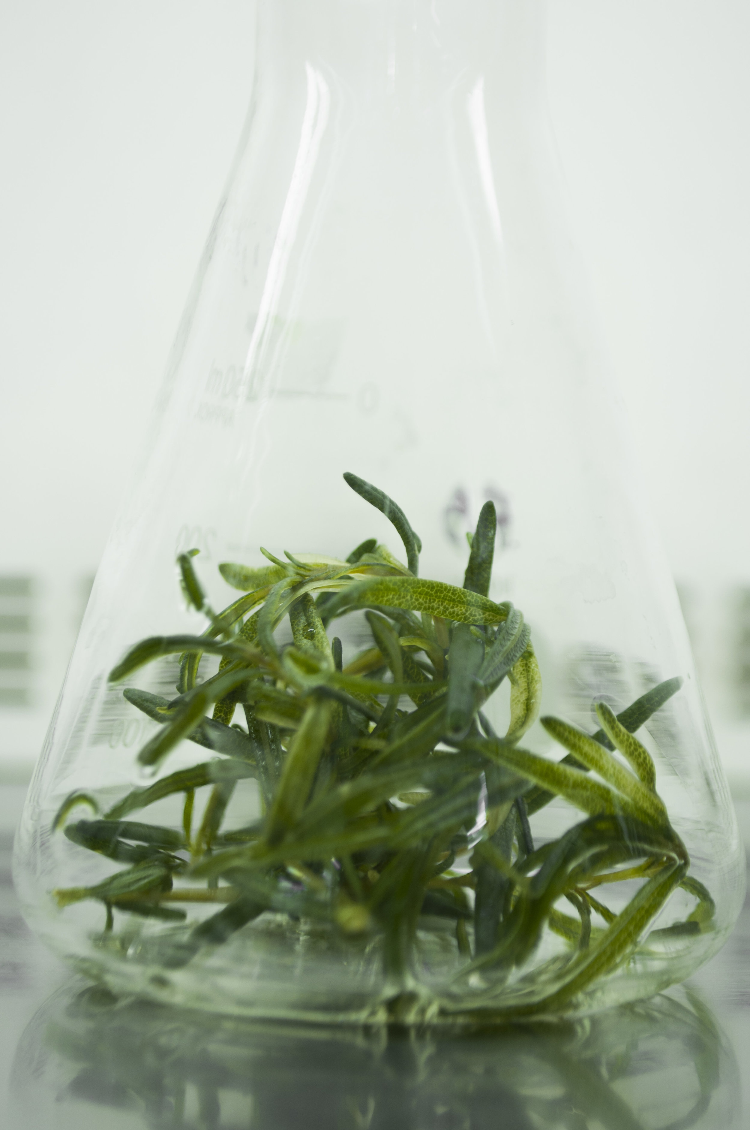 Episode 161: tissue culture explained