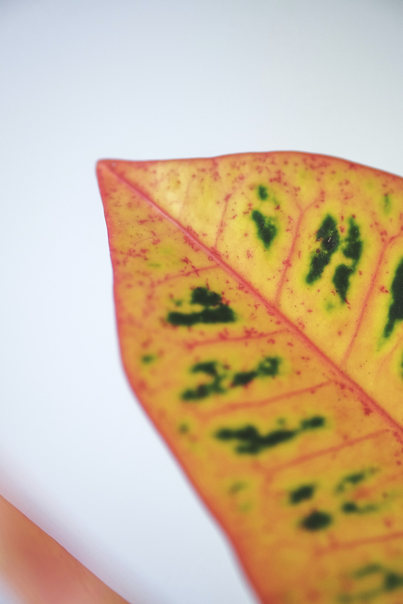 Episode 162: Codiaeum variegatum aka croton