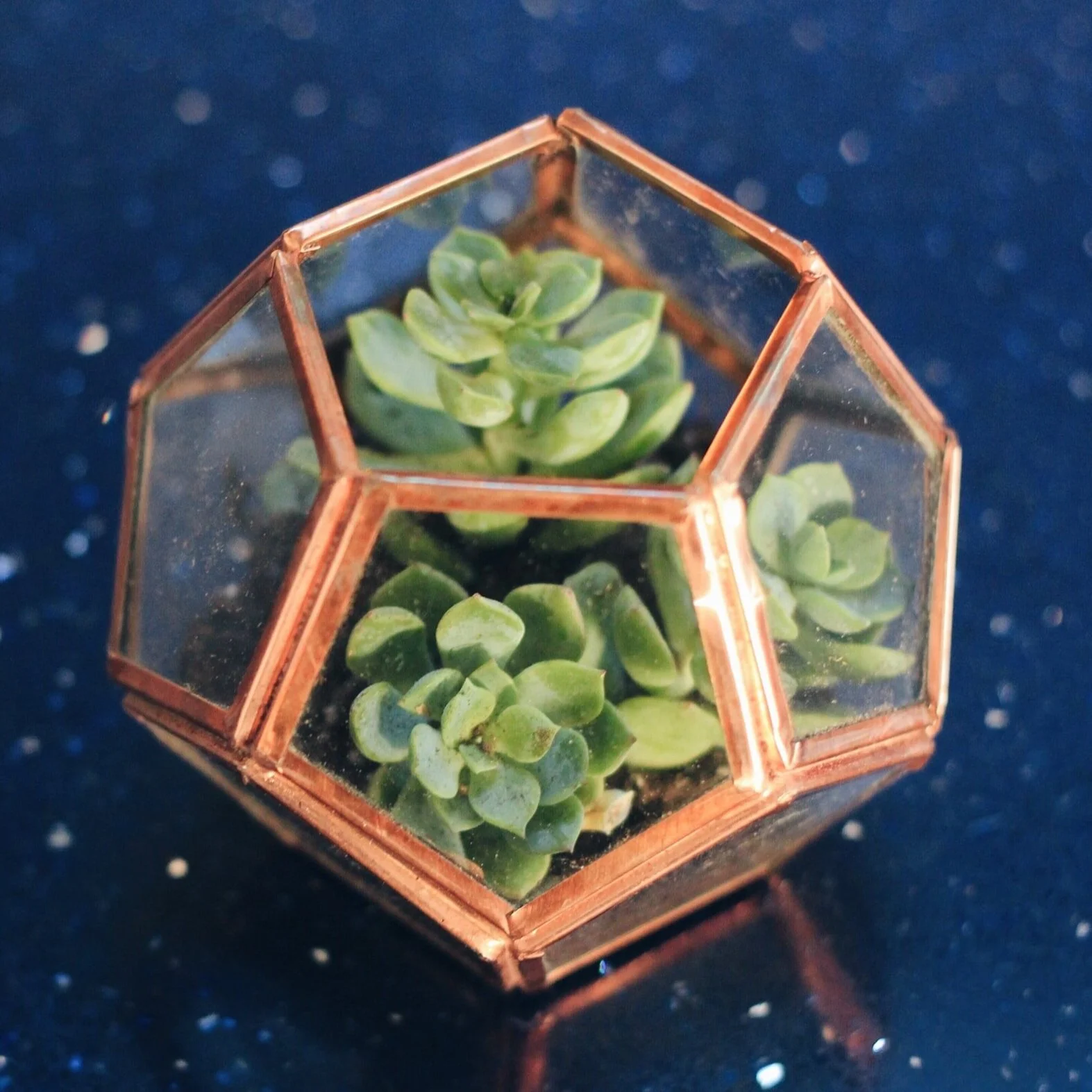 Episode 182: Perrone’s plant pet peeves