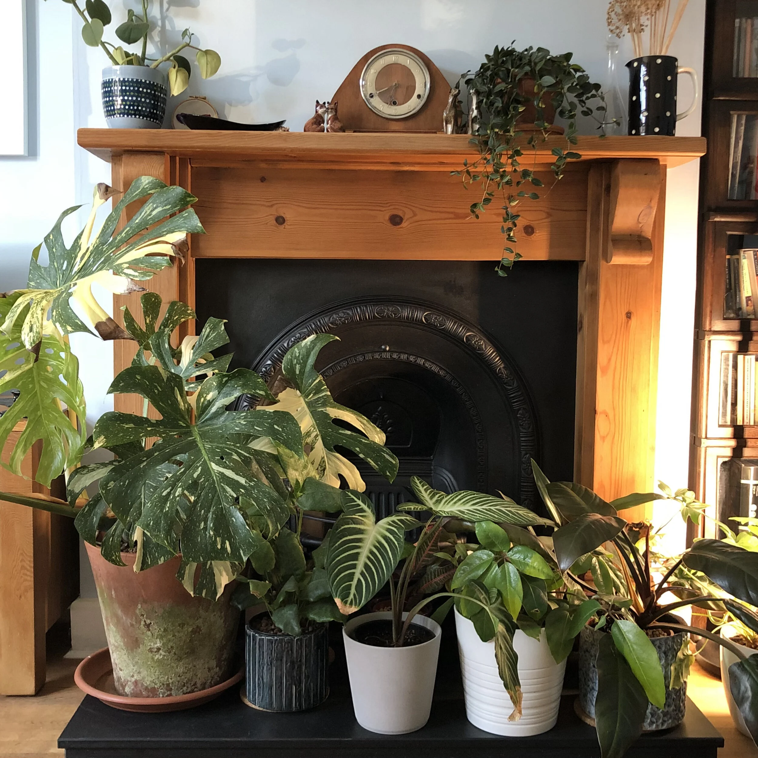 Ten ways to make your houseplant addiction more sustainable