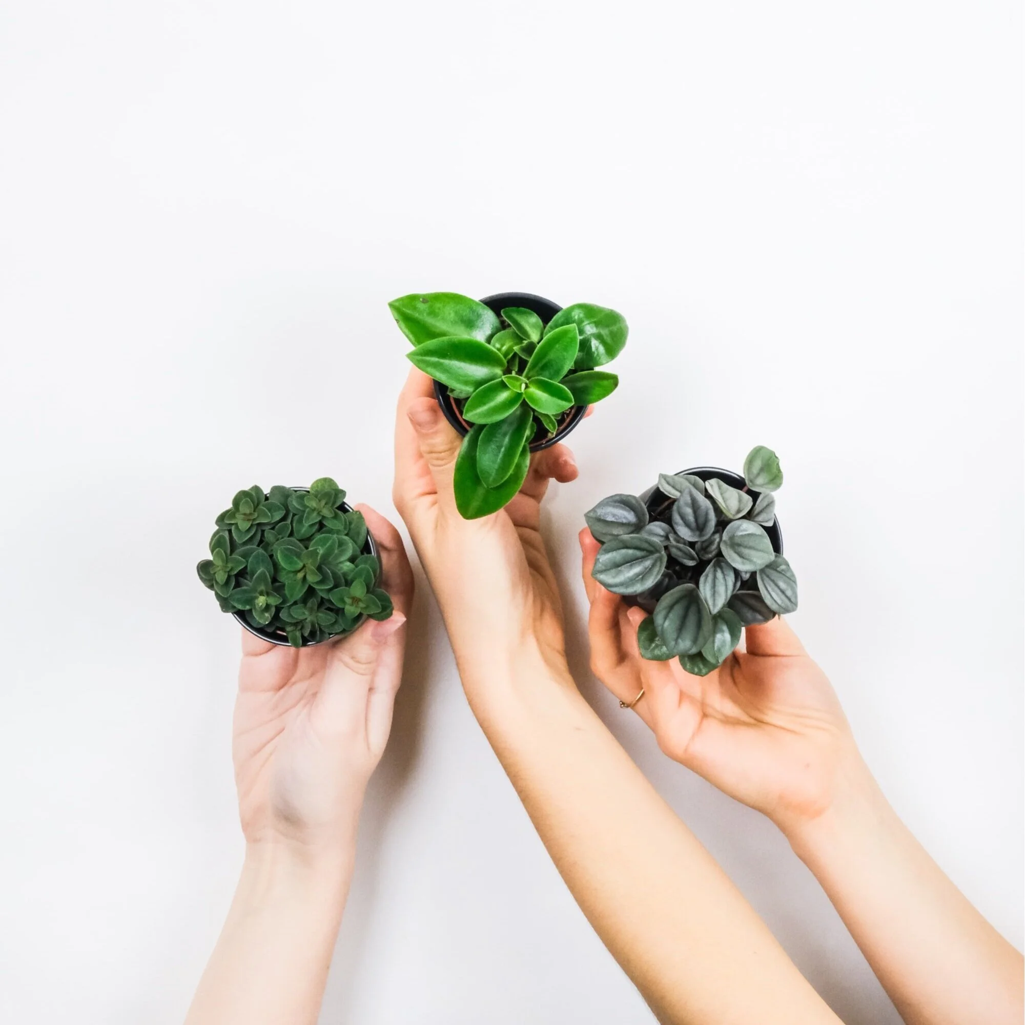 Episode 190: Jane's five rules for houseplant care, plus the lowdown on aphids