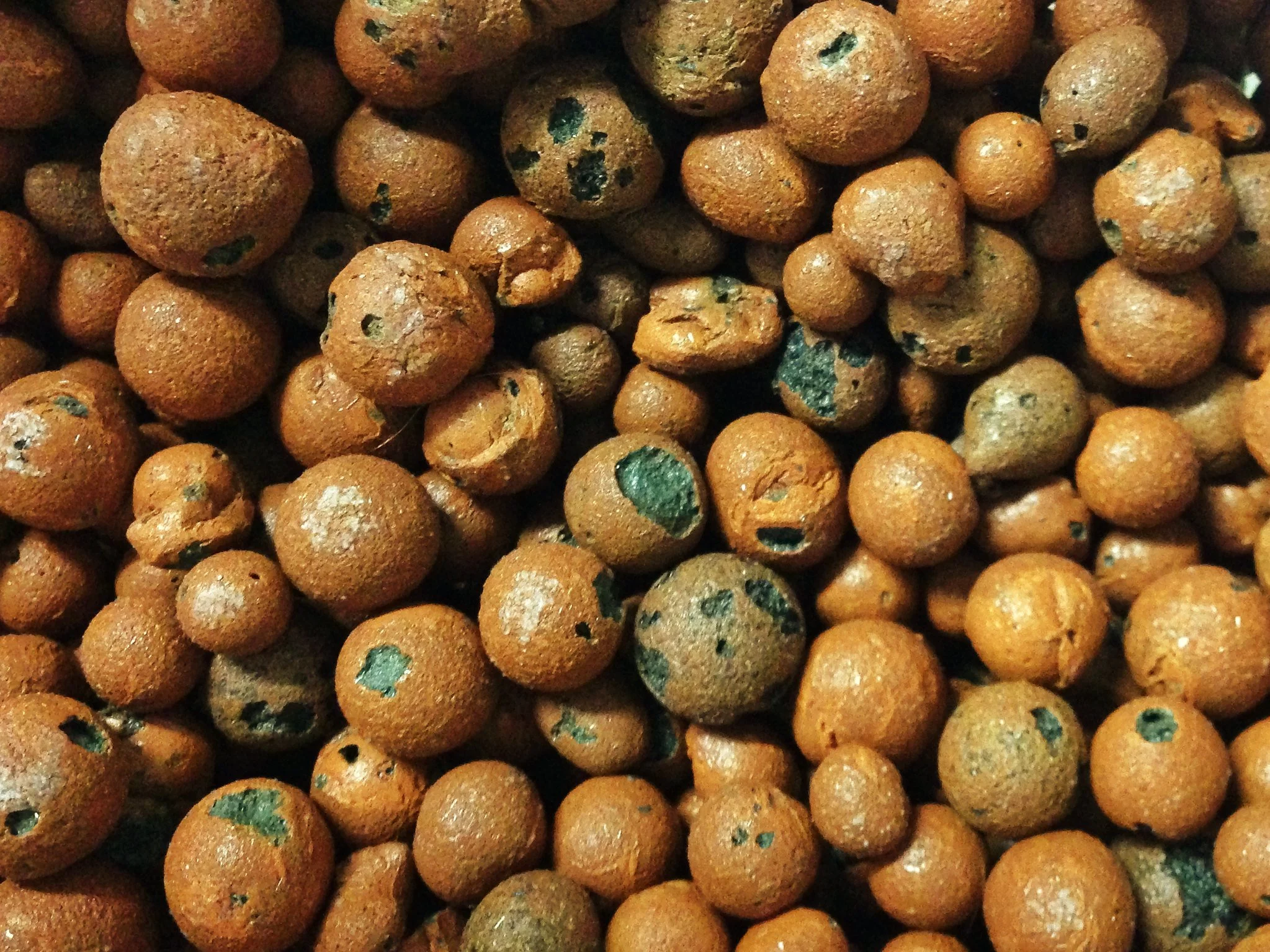 Episode 205: LECA