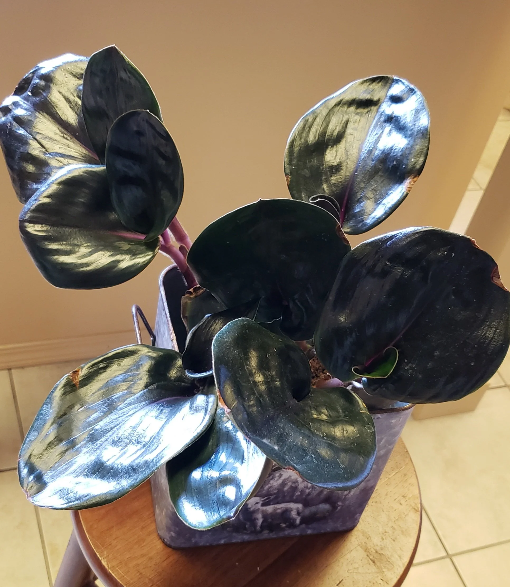 Episode 222: 'new' plant chat with Memo C
