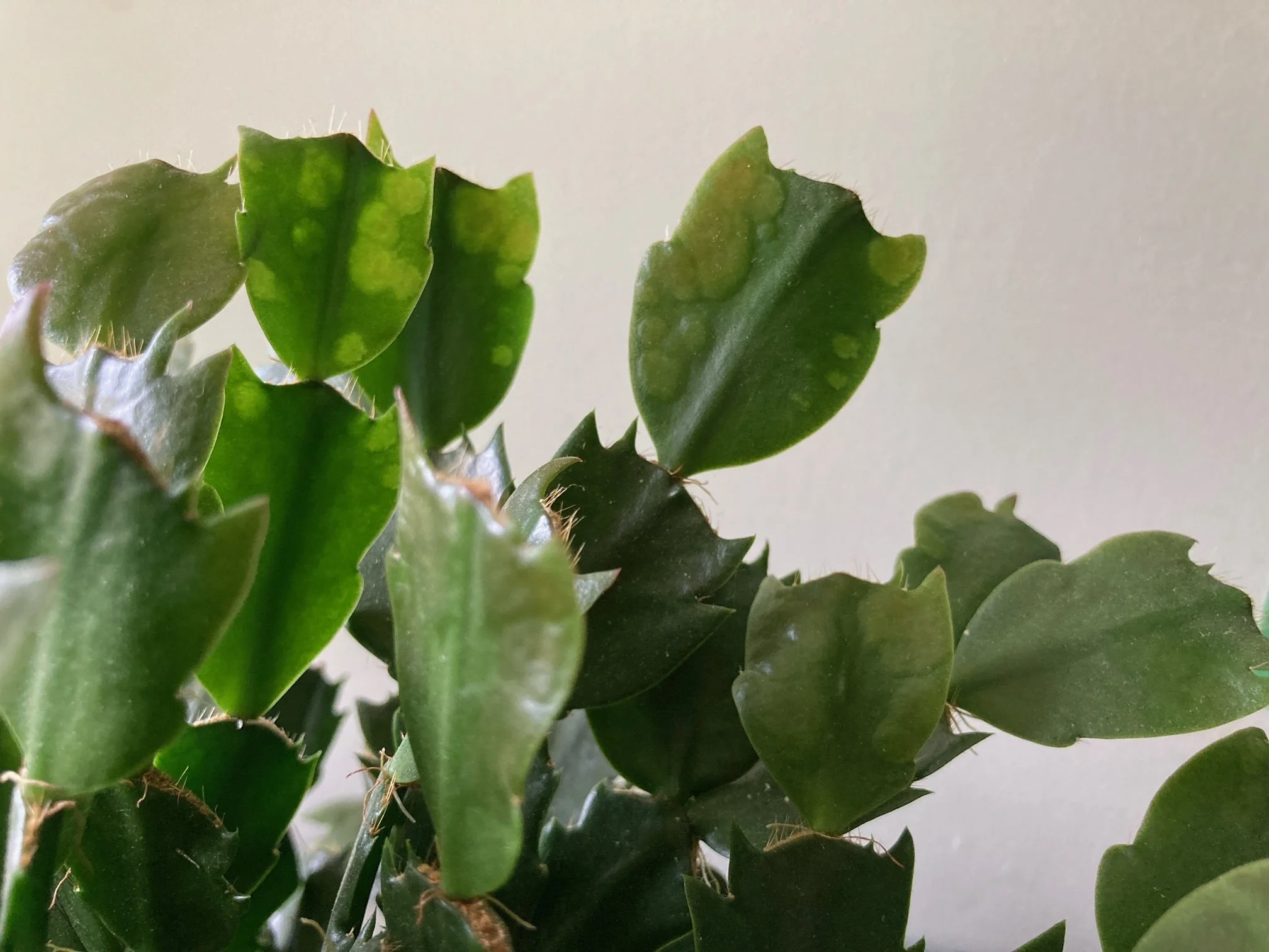 Episode 226: Q&A special