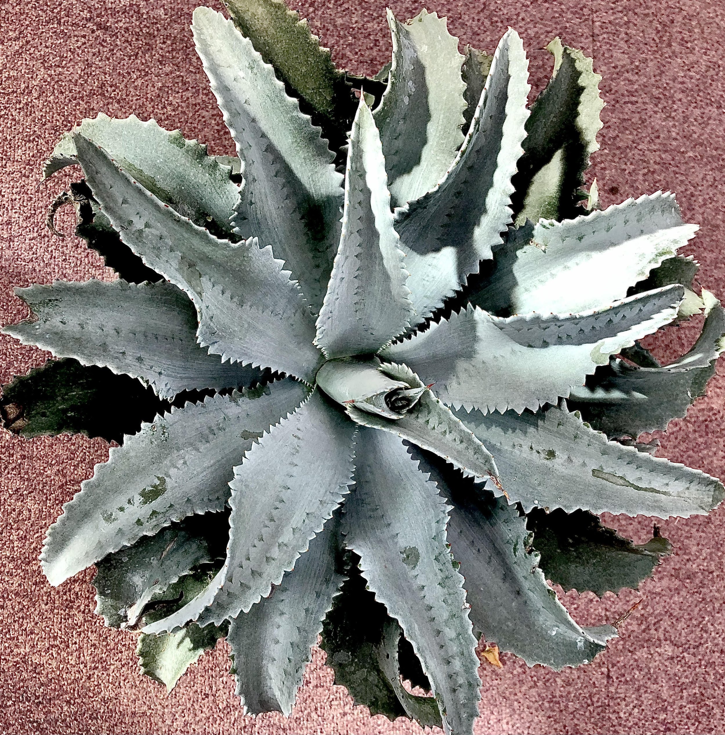 Mangave 'Silver Fox'