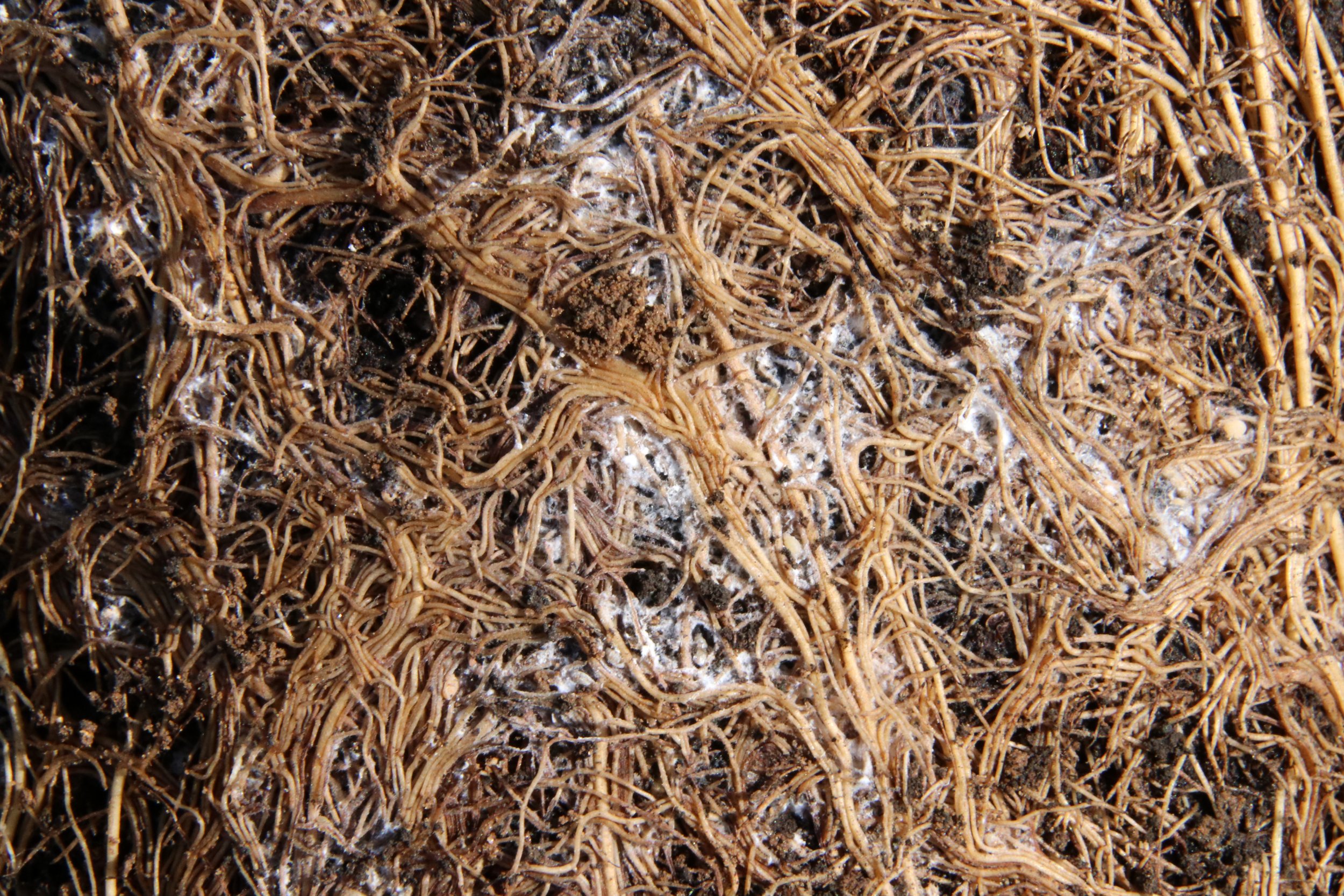 Episode 243: root mealybugs