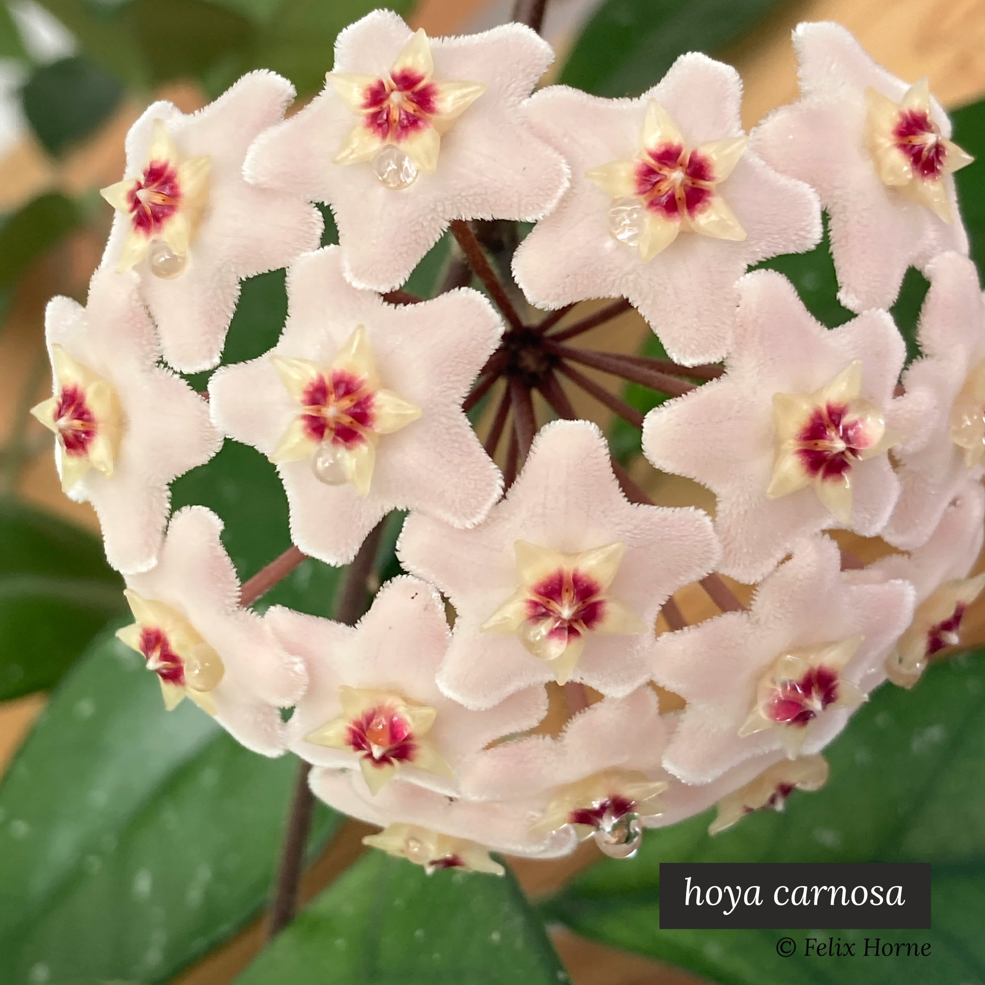 hoya carnosa.jpg