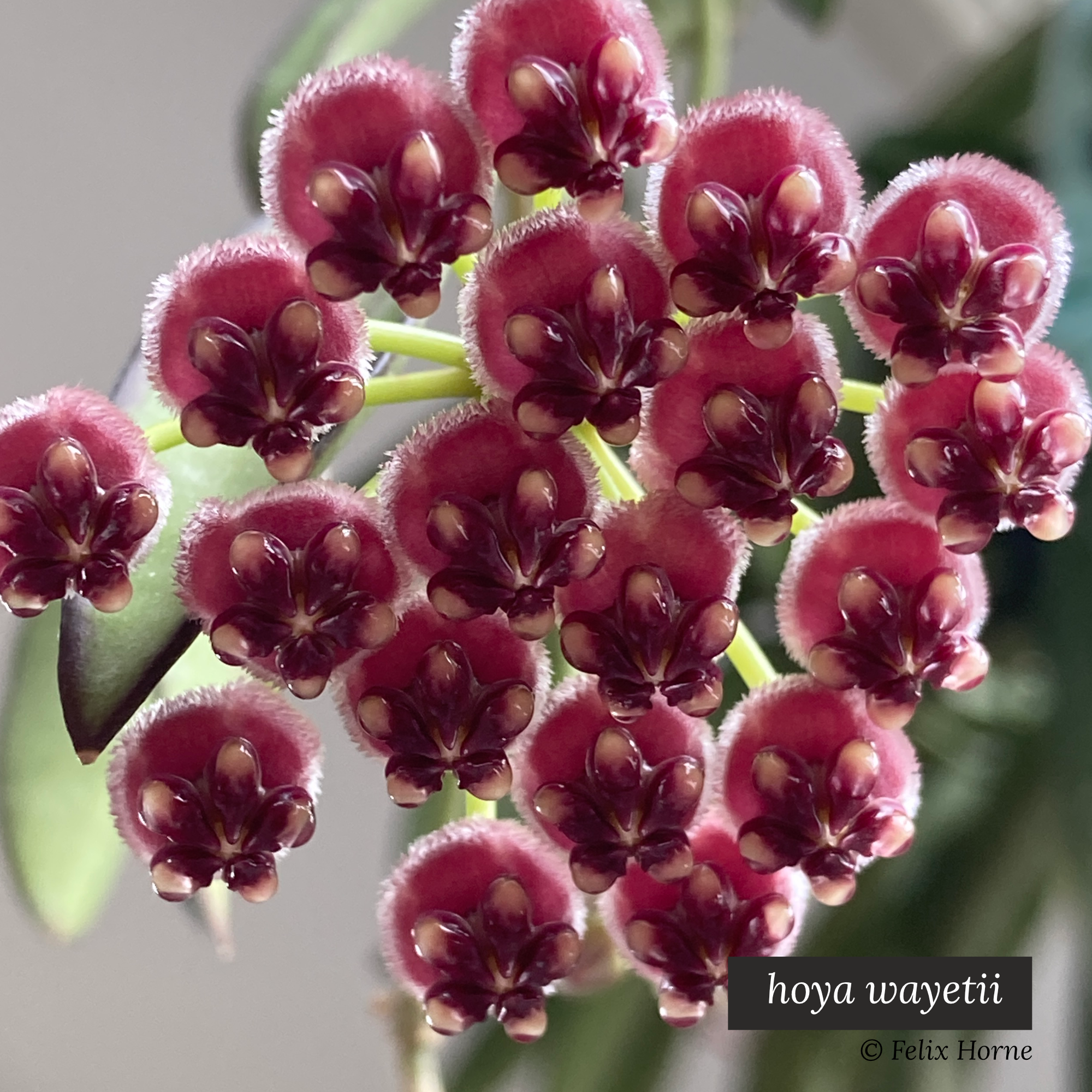 hoya wayetii.png