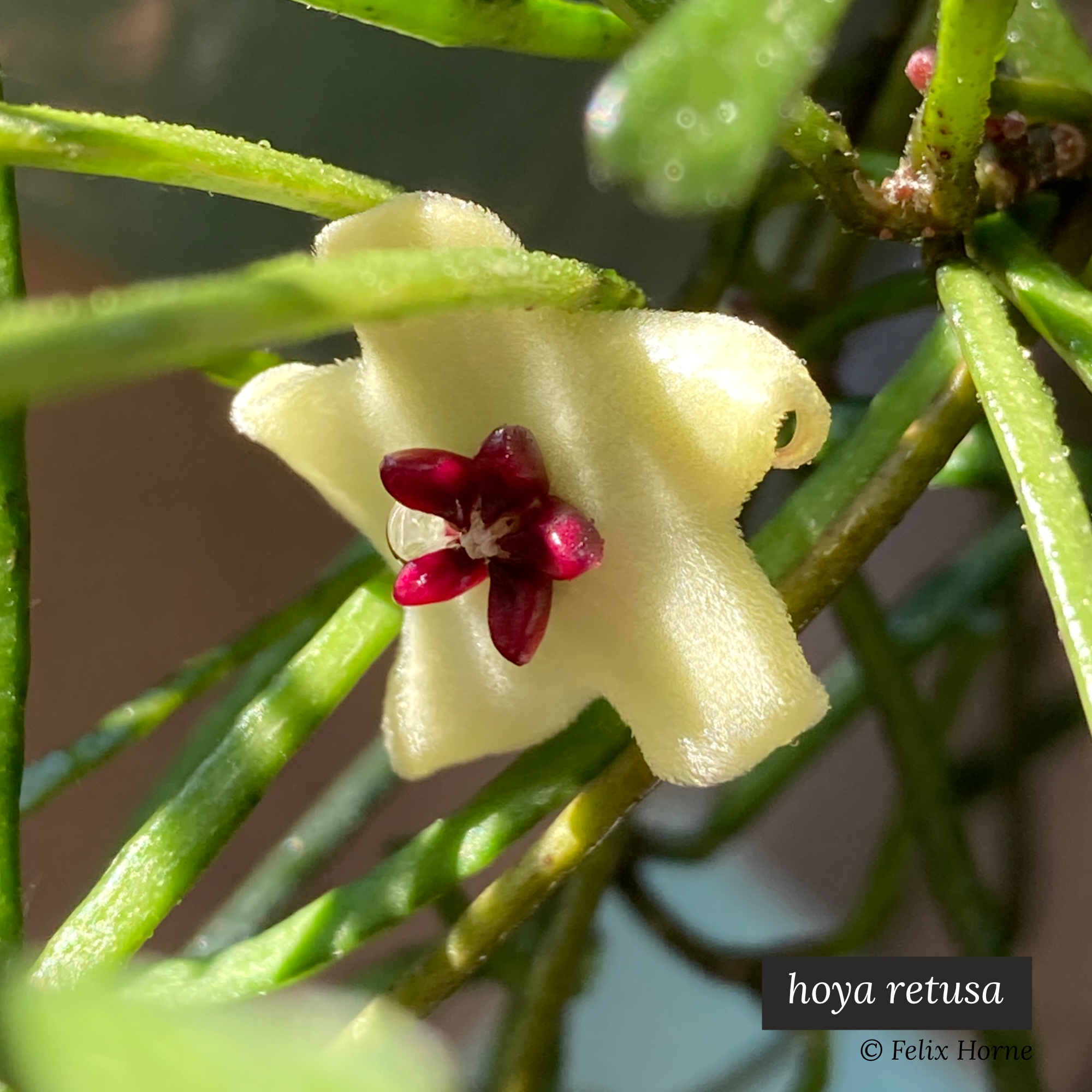 hoya retusa.png