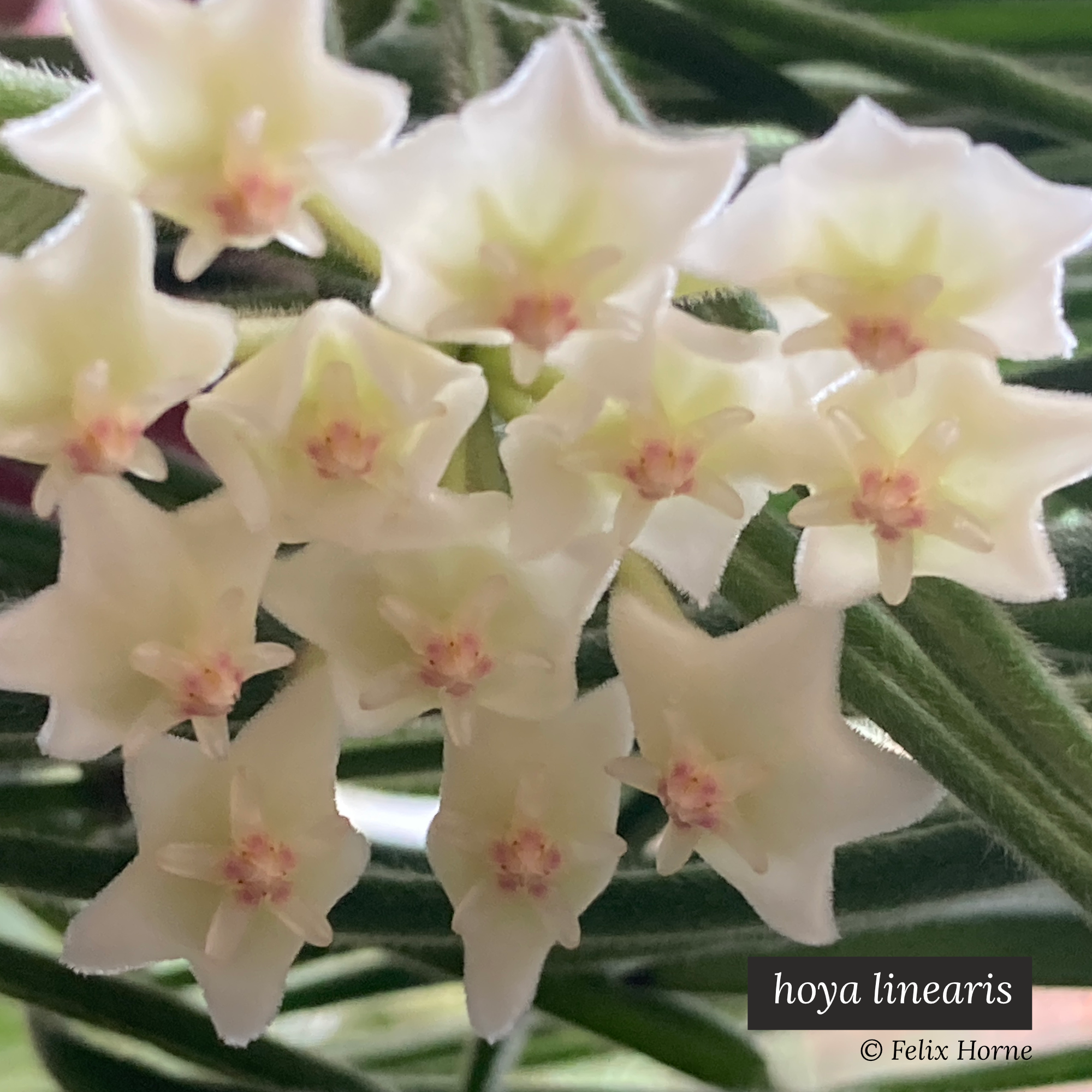 hoya linearis.png