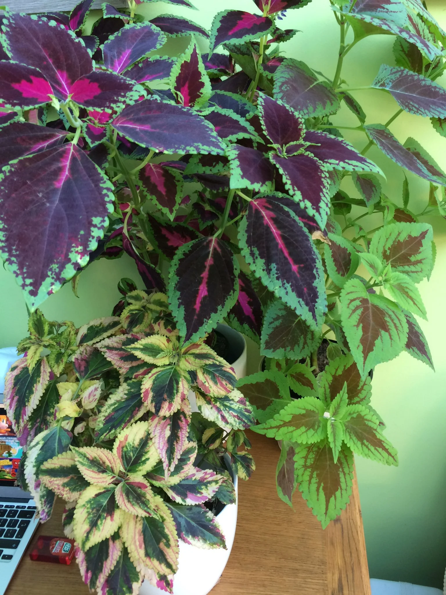 Three thrifty houseplants to grow in 2023