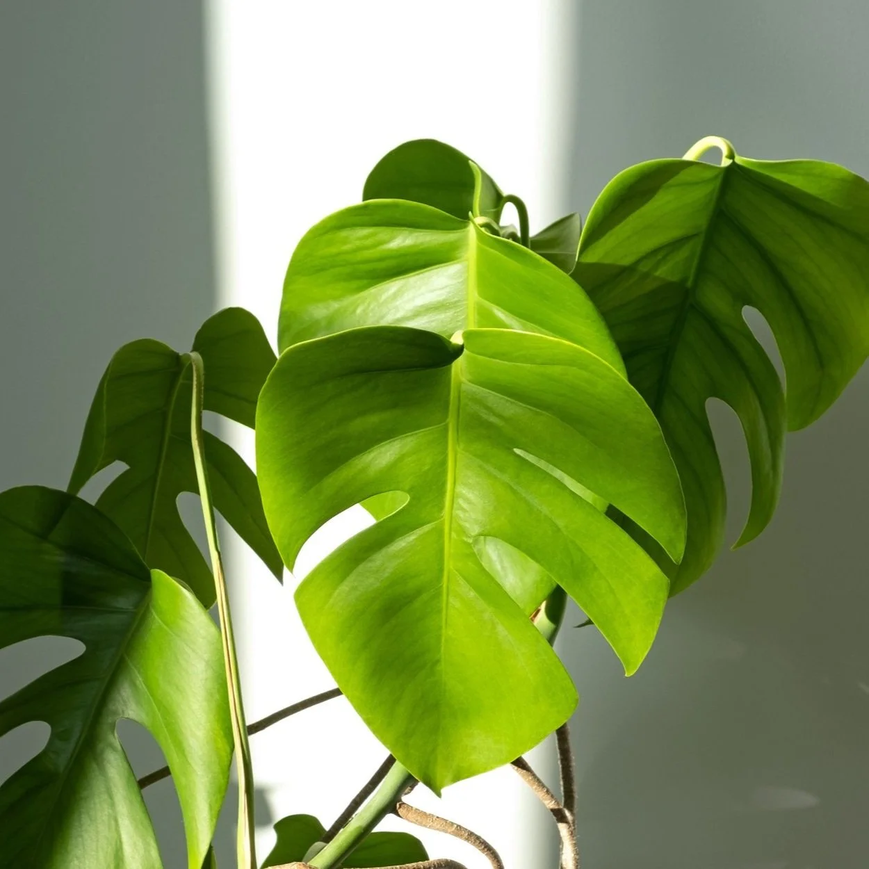 How to get your houseplants through a heatwave