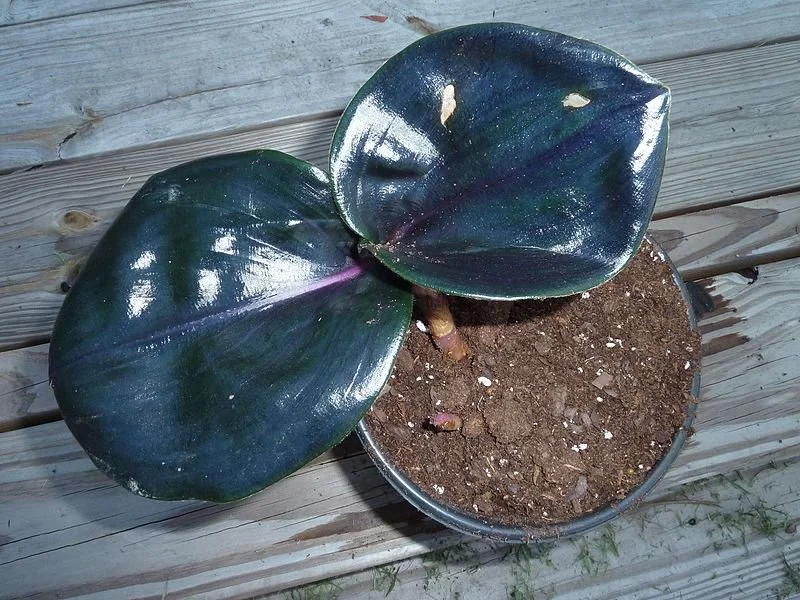 The geo plant - Geogenanthus ciliatus - a ‘new’ houseplant?