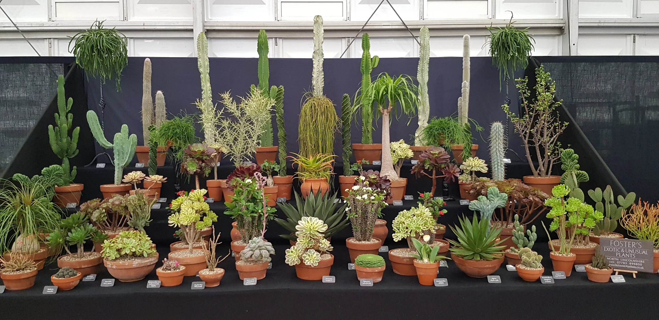 How the Chelsea flower show taught me to love my imperfect plants