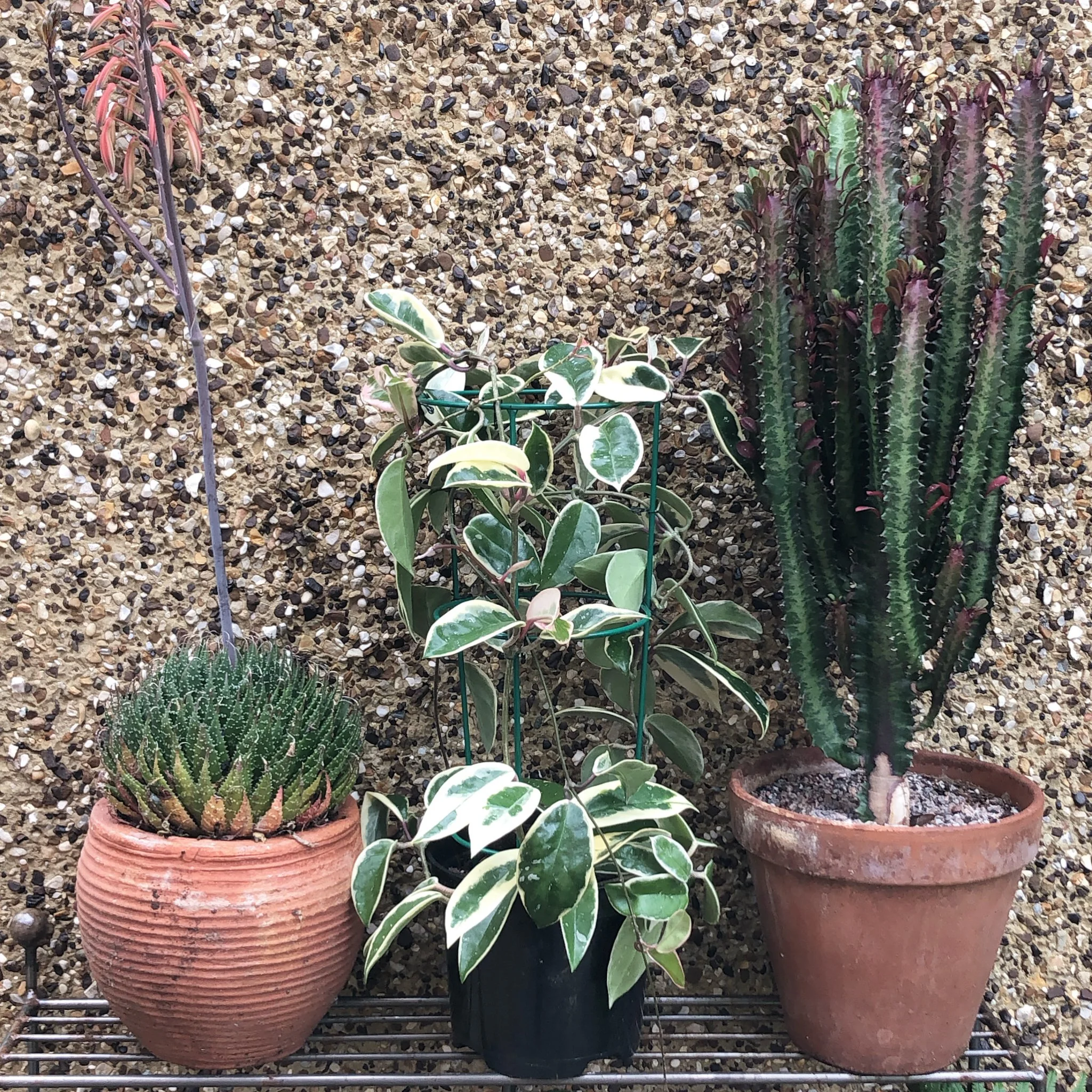 Send your houseplants on a summer holiday outside