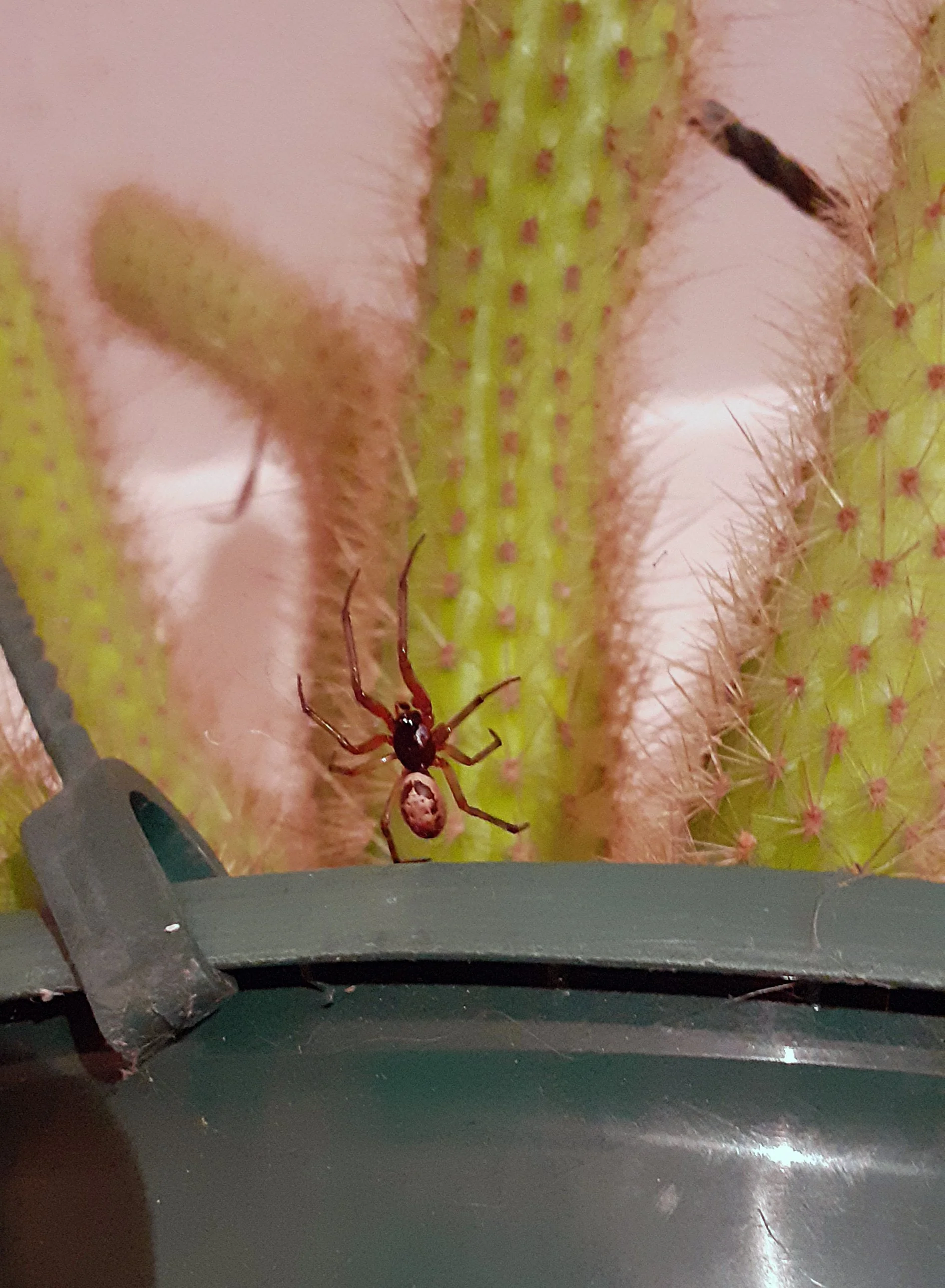Episode 268: spiders and houseplants