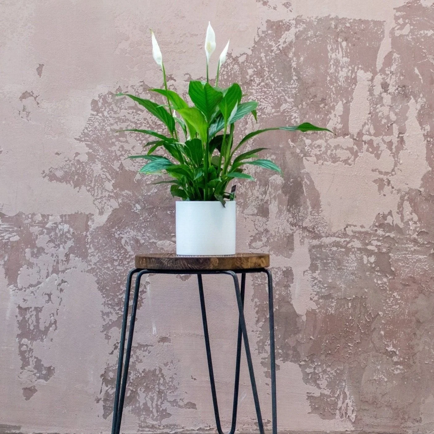 Bringing houseplants inside for winter