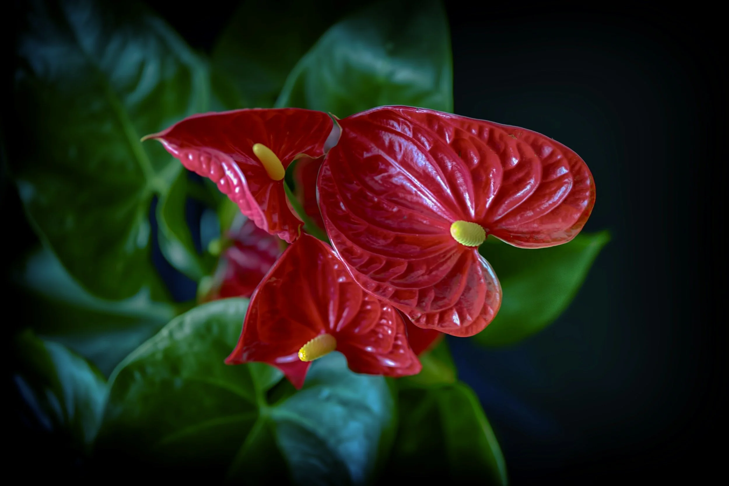 What to buy instead of a Poinsettia this christmas