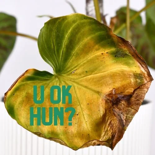 U OK hun? It's time to check up on your houseplants