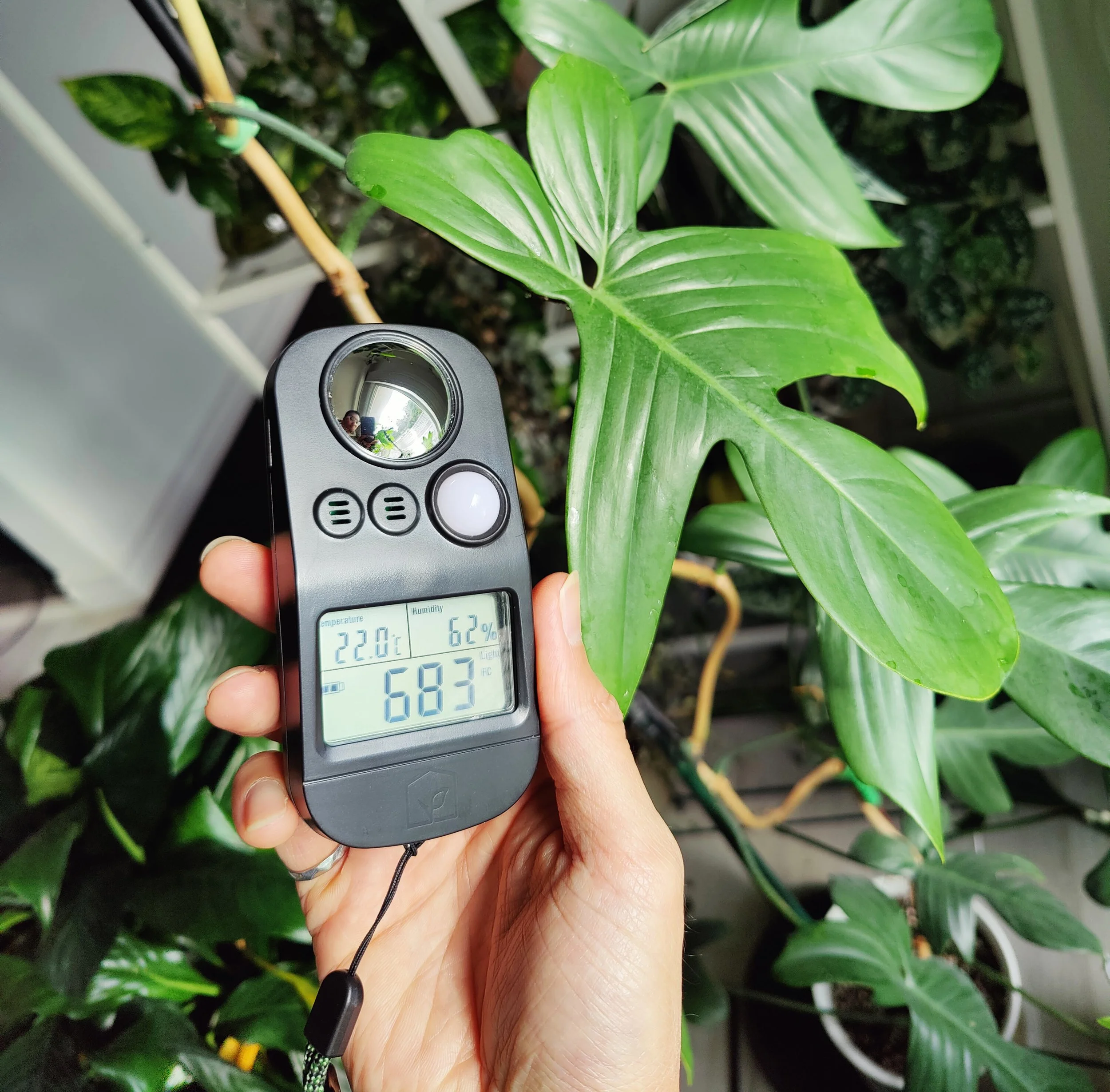 Episode 287: light and light meters with House Plant Journal