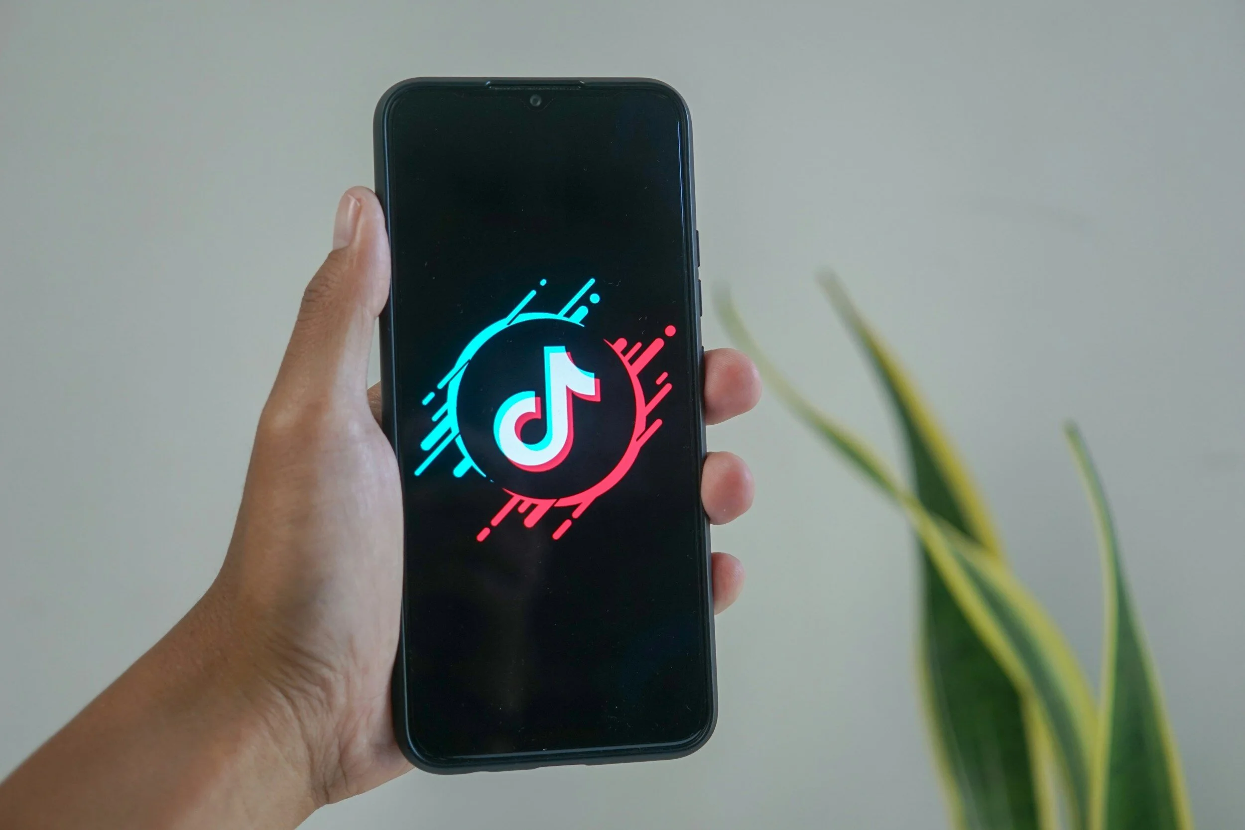 TIkTok houseplant accounts to follow