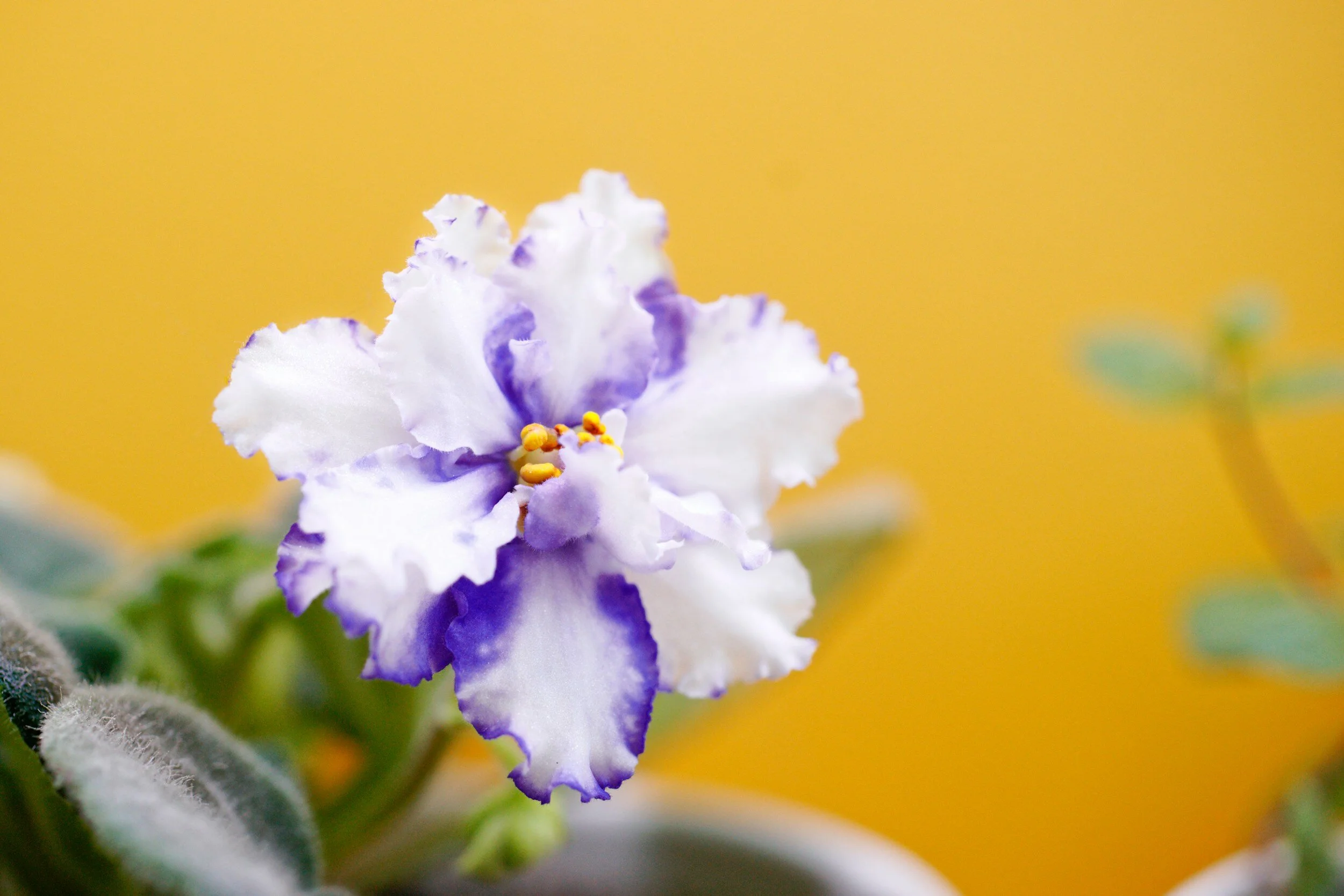 Your plant preferences are as unique as Rupert the Bear riding a unicorn - and that's OK