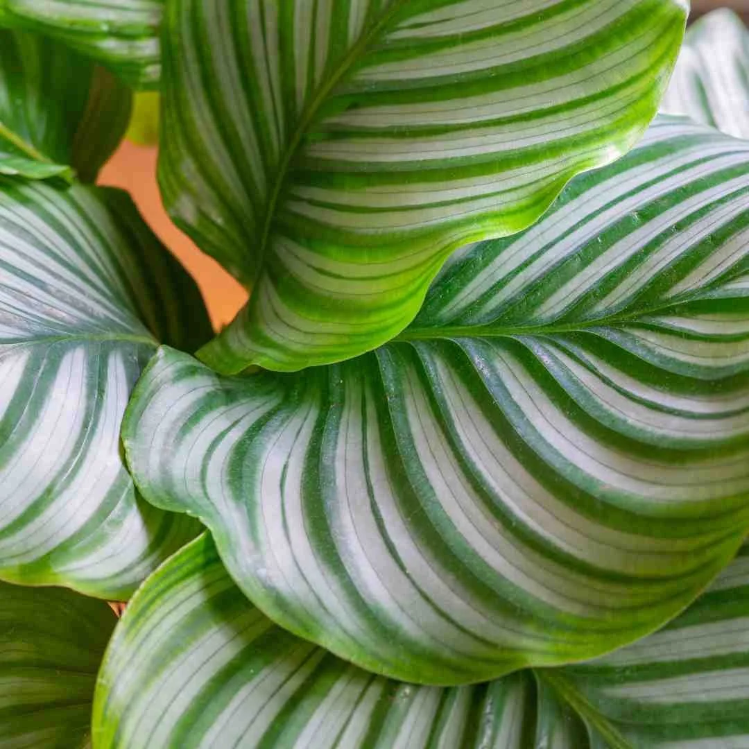 I will never grow these plants again