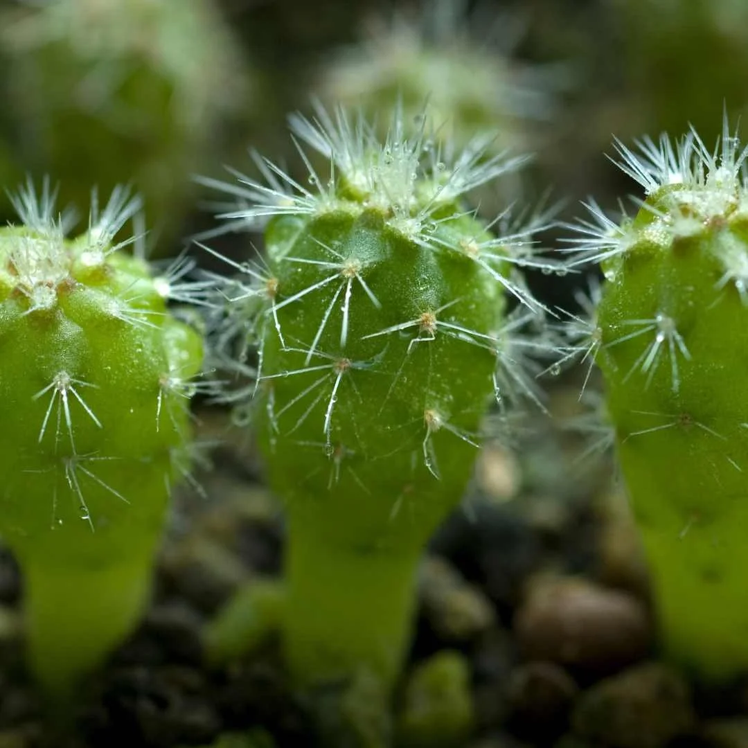 Episode 290: sowalong part two - houseplants from seed with plantflix