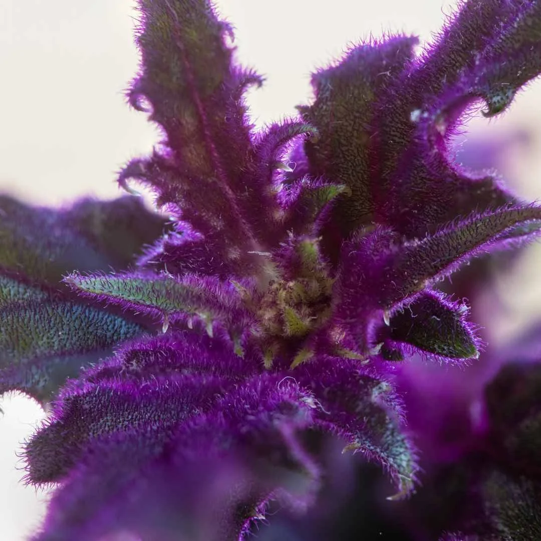 My top three purple houseplants