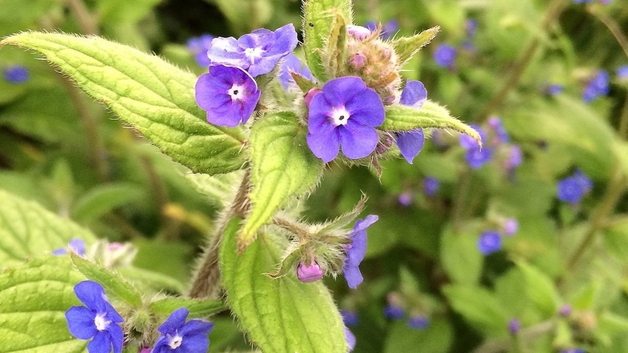 Can you name this plant? 
If you tell me it's comfrey, borage, or forget-me-not, you need to go and read my post about green alkanet! 
Read all about green alkanet here: https://www.janeperrone.com/blog/greenalkanet
Greeen alkanet is often mistaken f