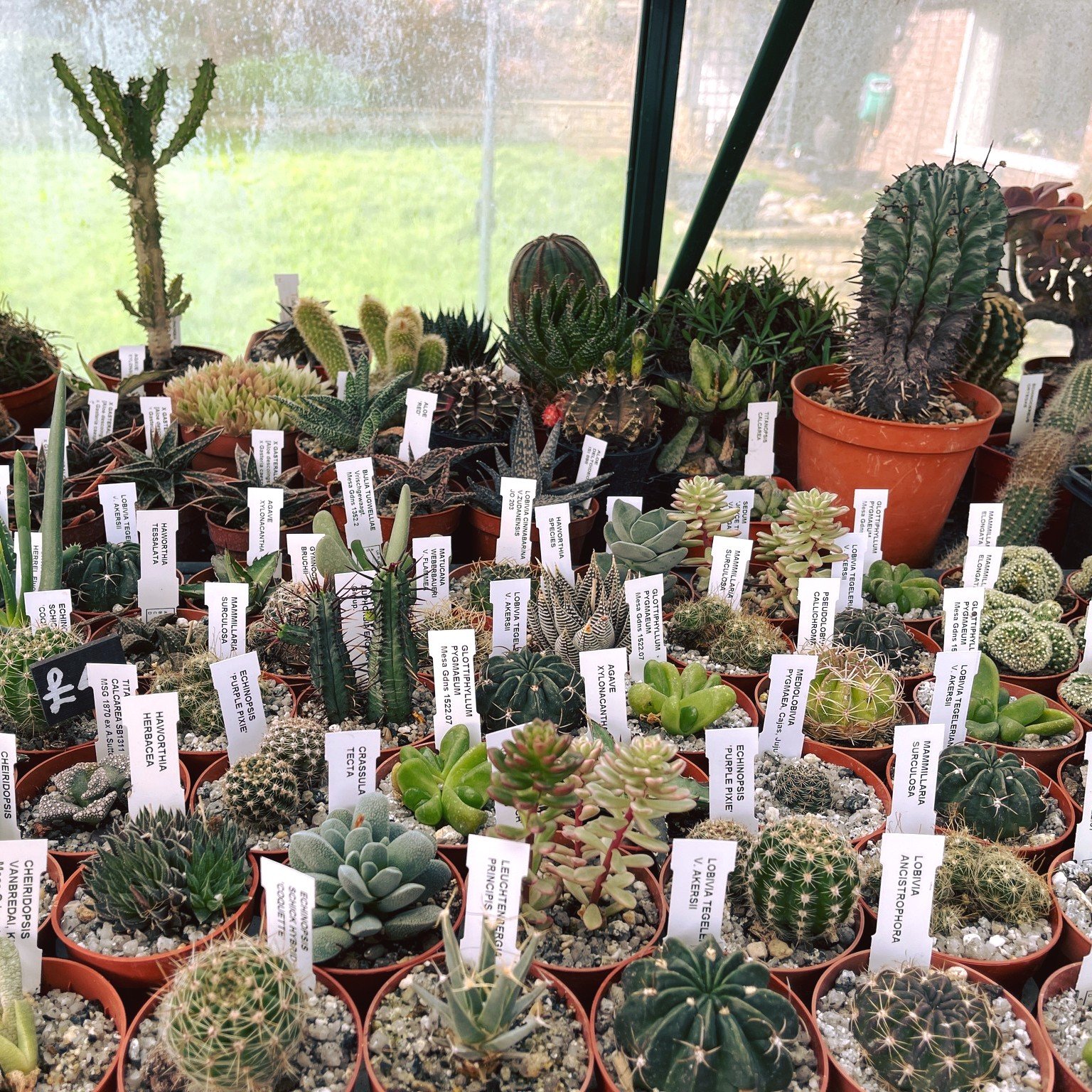 One of the best parts of my job as creator and host of On The Ledge is going to visit growers at work - I had a wonderful chat with Somerset;s Tony Irons (@tonyirons_cacti) about all things succulent, in particular Lithops. You can hear his interview