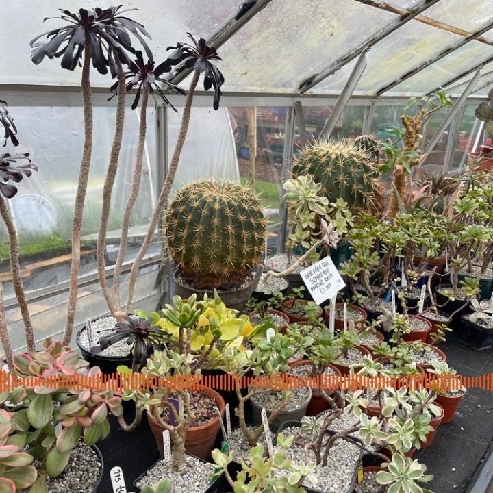 Did you know that some plants only produce male or female flowers, and some can even change their sex during their lifetime? In my fascinating chat with cactus and succulent grower and seller Tony Irons (@tonyirons_cacti) for On The Ledge podcast epi