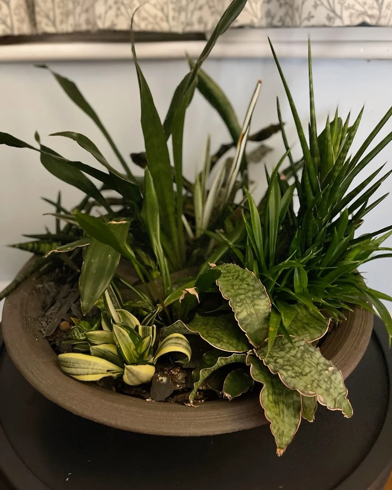 Snake plants&hellip; a new way to display. You like? 
There are quite a few plants in here: as many as I can remember listed below: 
Dracaena kirkii - front right - from @notanotherjungle 
Dracaena kirkii &lsquo;Coppertone' - right at the back - from