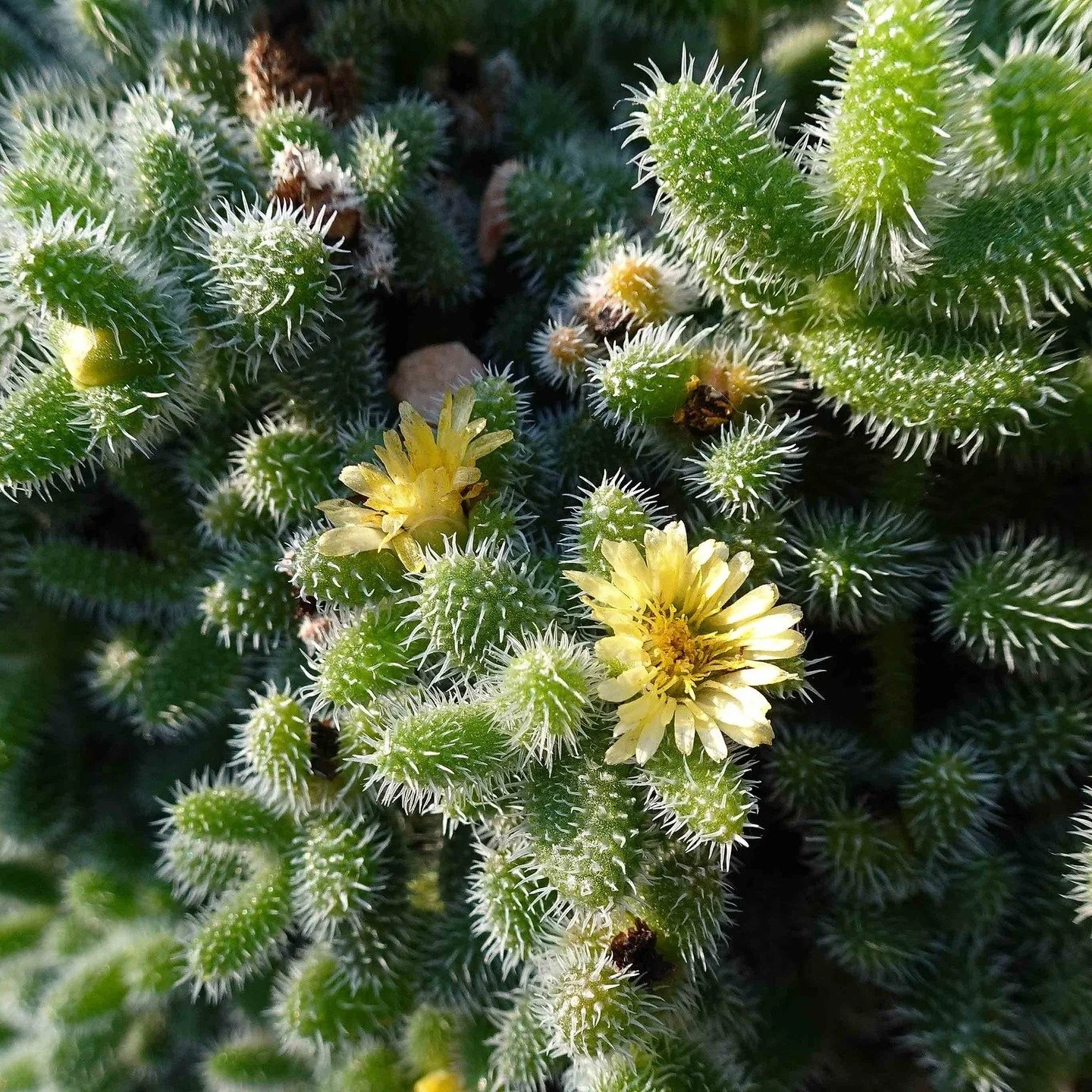 On The Ledge is back with a new episode on a delightful succulent duo - the pickle plants! Find out why these two plants deserve a spot on your sunniest windowsill, and how to grow them. If you want to access the ad-free version, join my Patreon now 