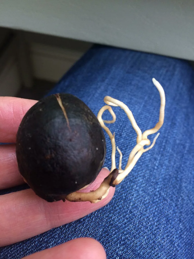 Episode 308: A sowalong quick-start, hairy Philodendrons and why your Calathea is miserable