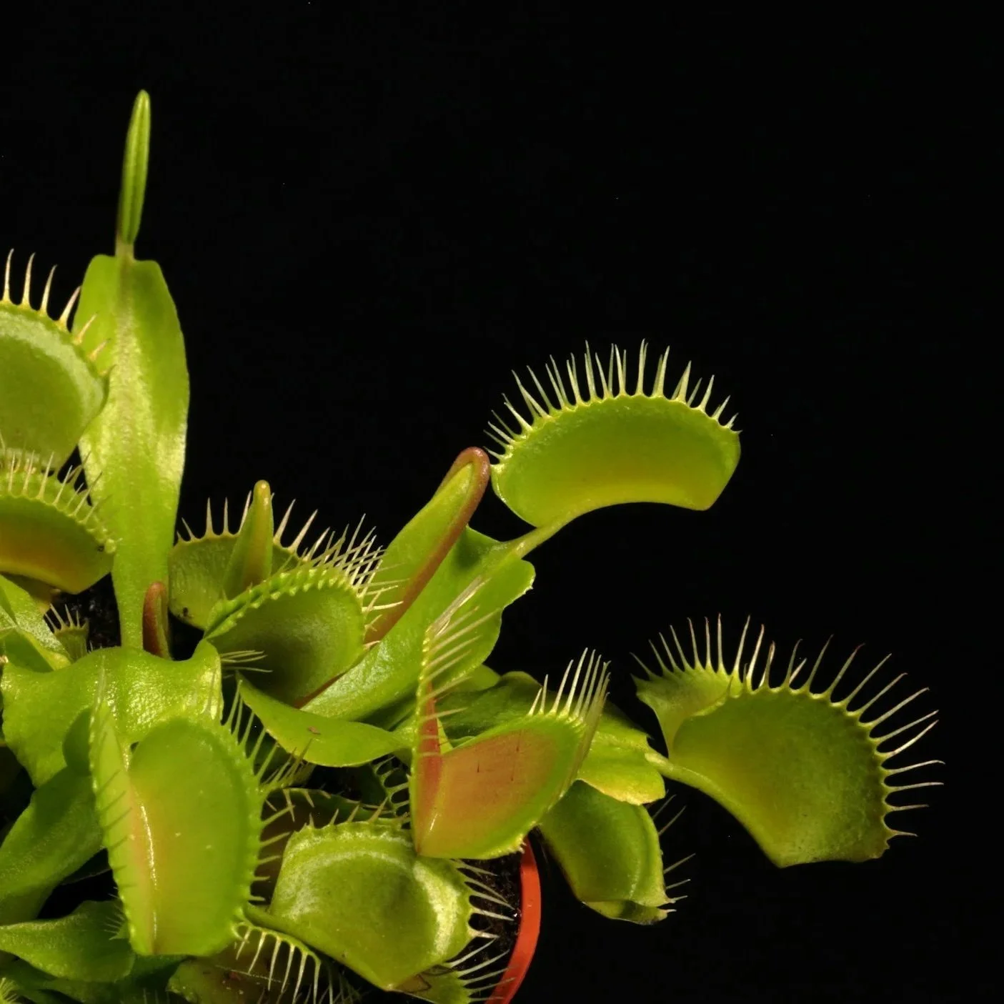 Episode 309: Whimsical houseplants