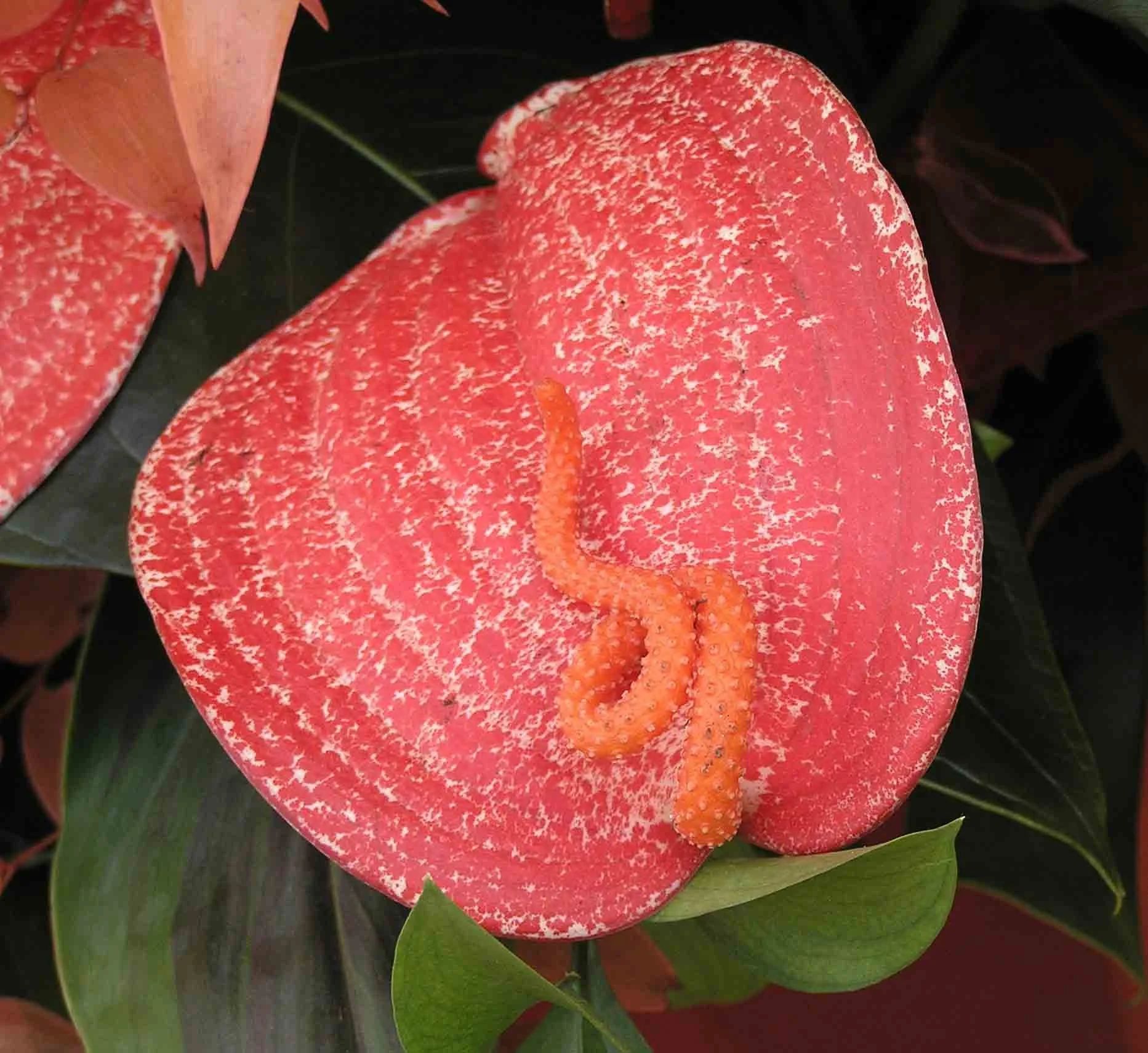 Episode 310: OTL sowalong - pollinating and growing Anthuriums from seed