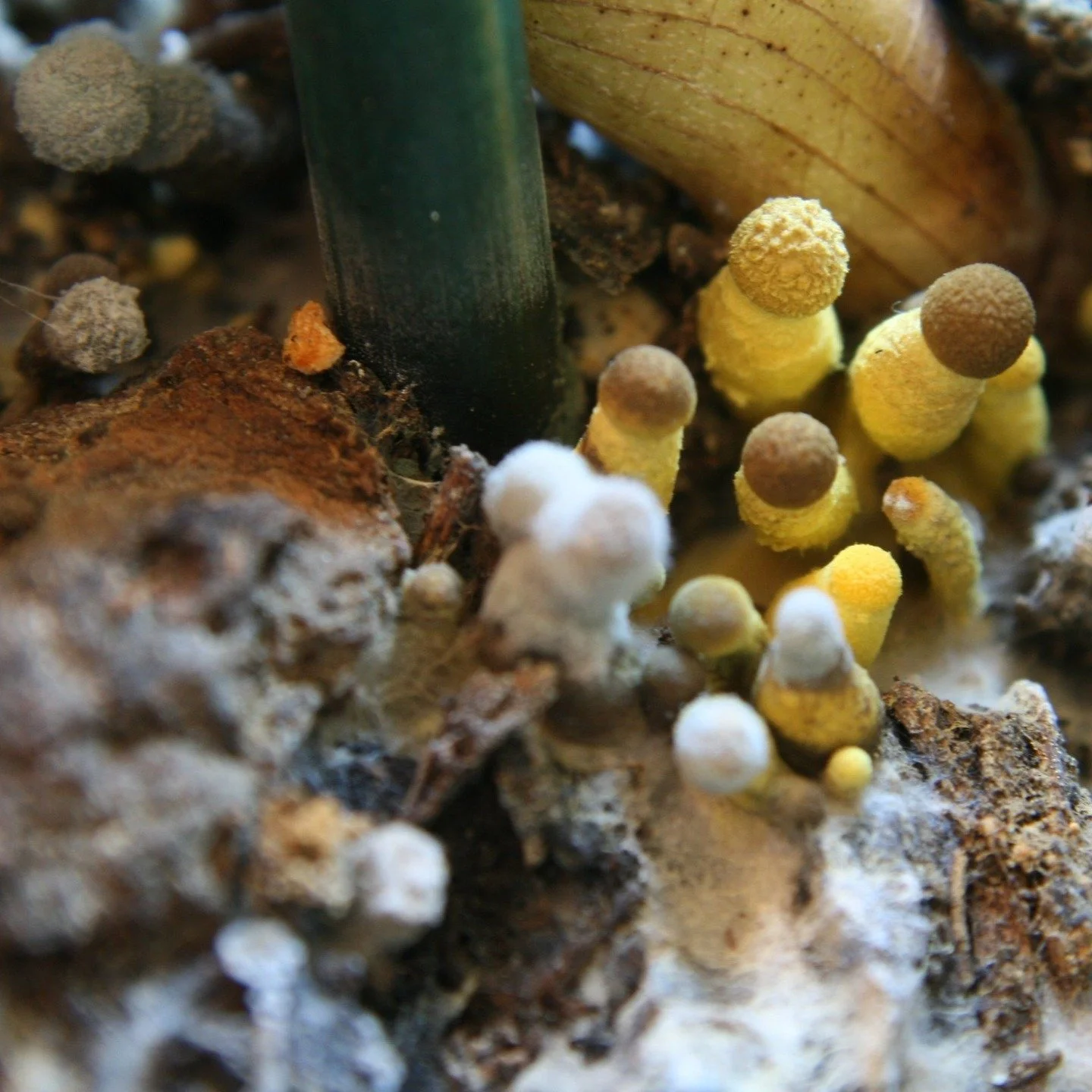 If you're not on my Patreon as a free member, you're missing out on my houseplant potting series! Find out what these weird growths on your pots mean - and whether to panic! Visit patreon.com/ontheledge to sign up now... it's absolutely free. Or try 