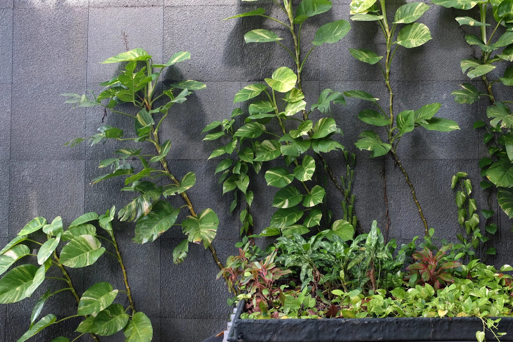Episode 312: My houseplant hot takes - and they get increasingly unhinged