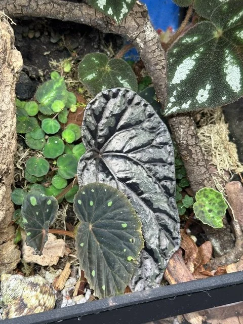 Episode 313: Getting our hands dirty with terrariums - goo and begonias under glass with The Begonia Ladies