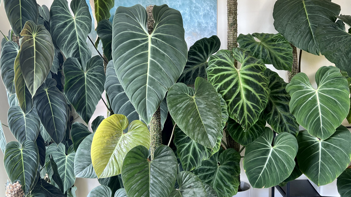 Episode 314: Becoming a fulfilled plant person with Sydney Plant Guy