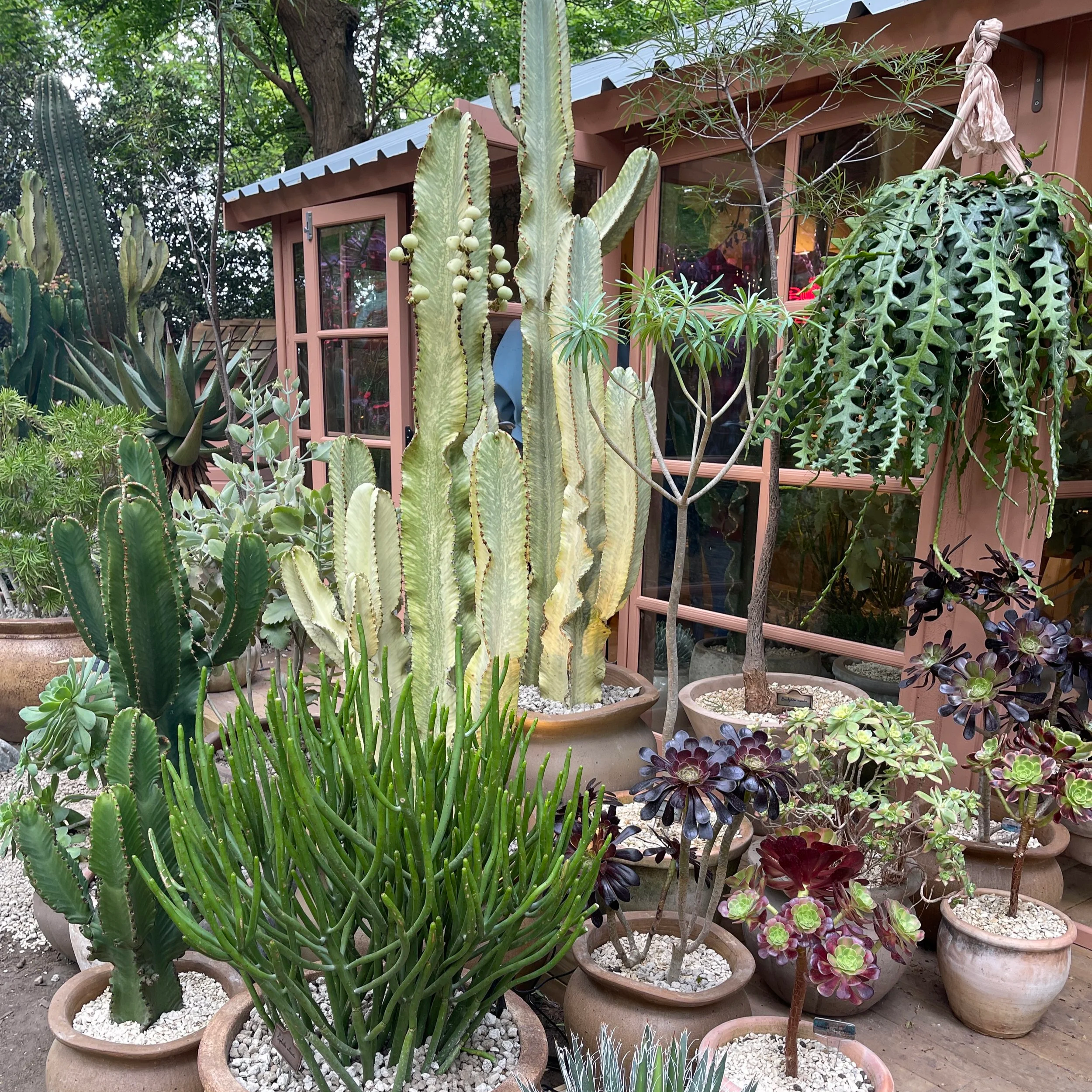 Episode 315: the Houseplants that stole the show at Chelsea 2026