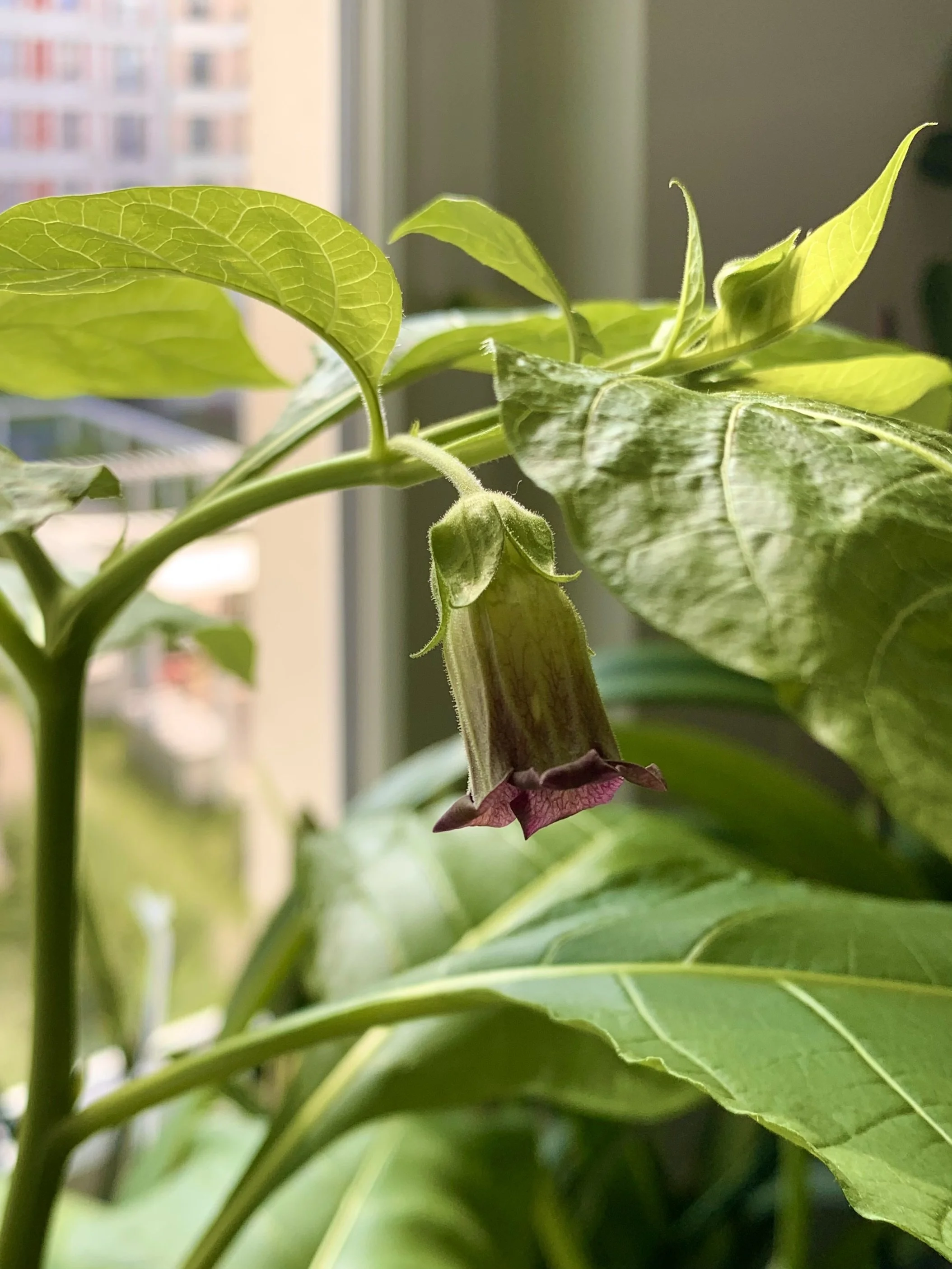 Episode 316: Growing poisonous plants indoors