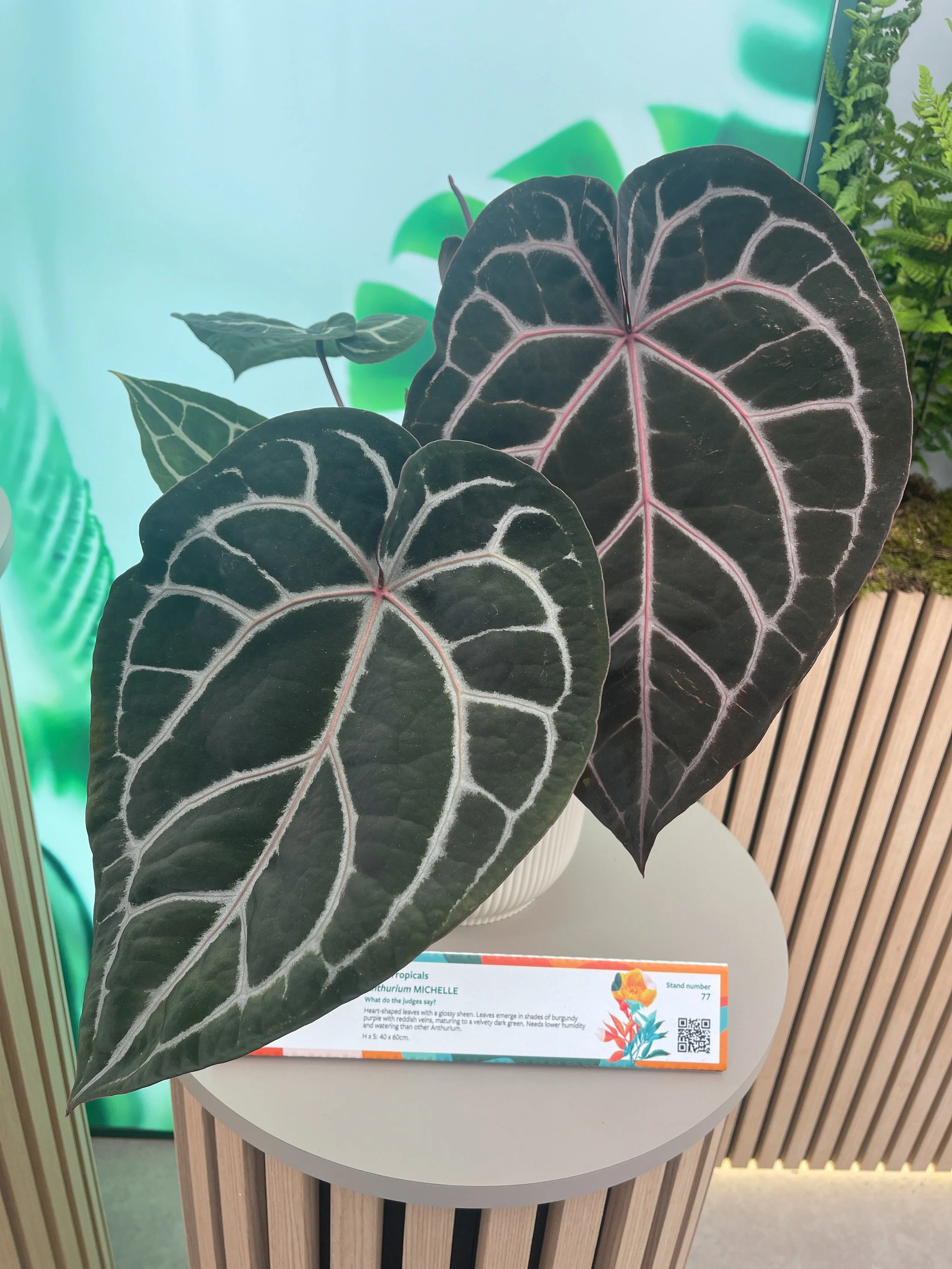Episode 317: Anthurium Breeding Insights and more with Dr. Jeff Block