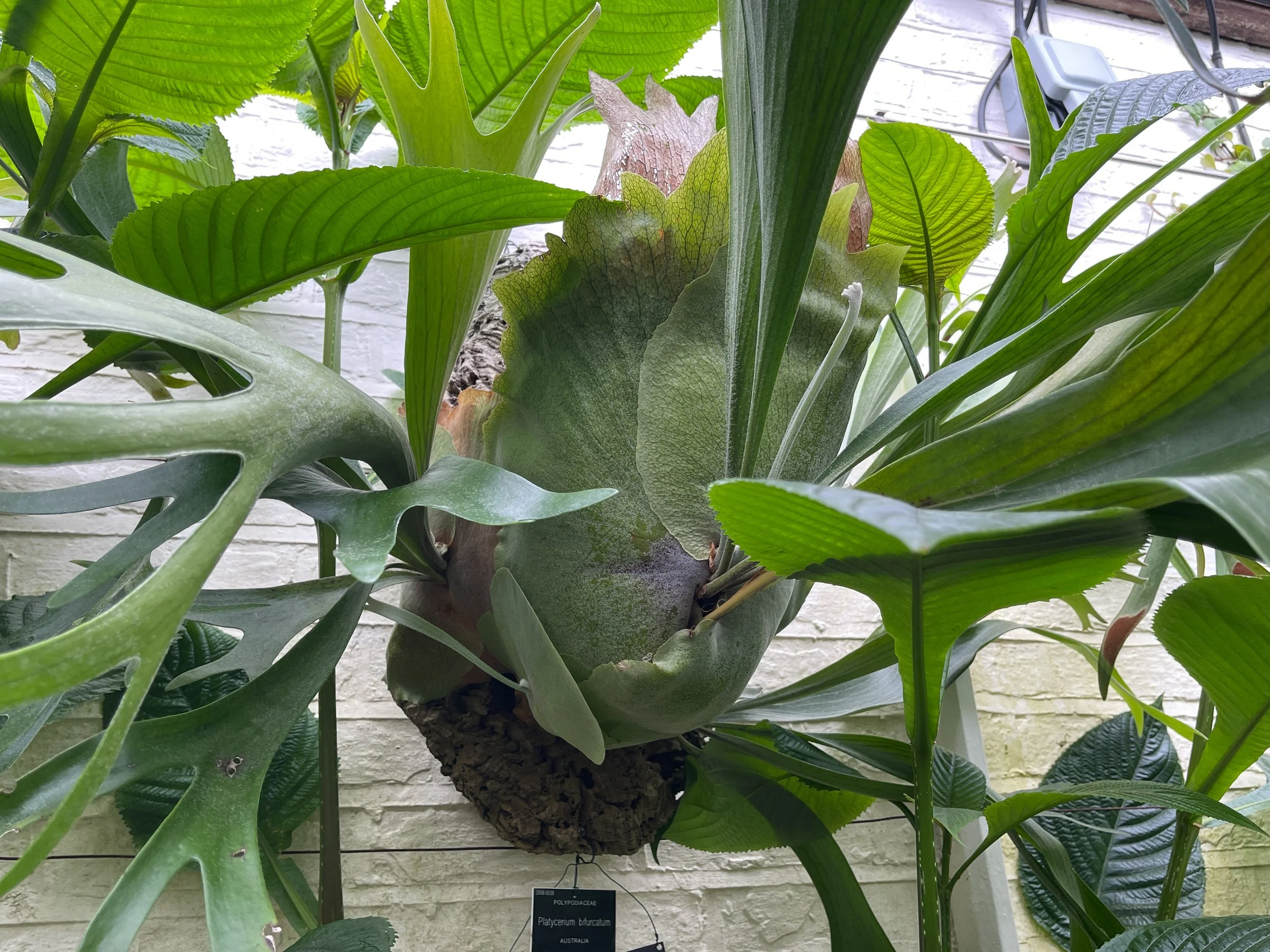 Episode 319: Under glass at london’s Chelsea Physic Garden: A Journey Through 353 Years of Botanical History