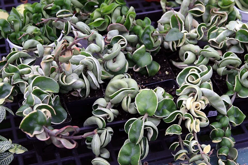 Episode 320: houseplants that give me the ick