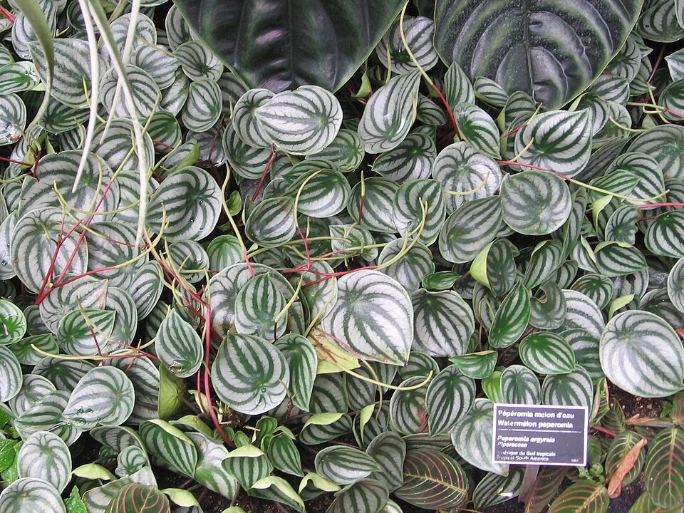 Episode 321: Peperomia variegation, a top-heavy Homalomena and a fern called Judy