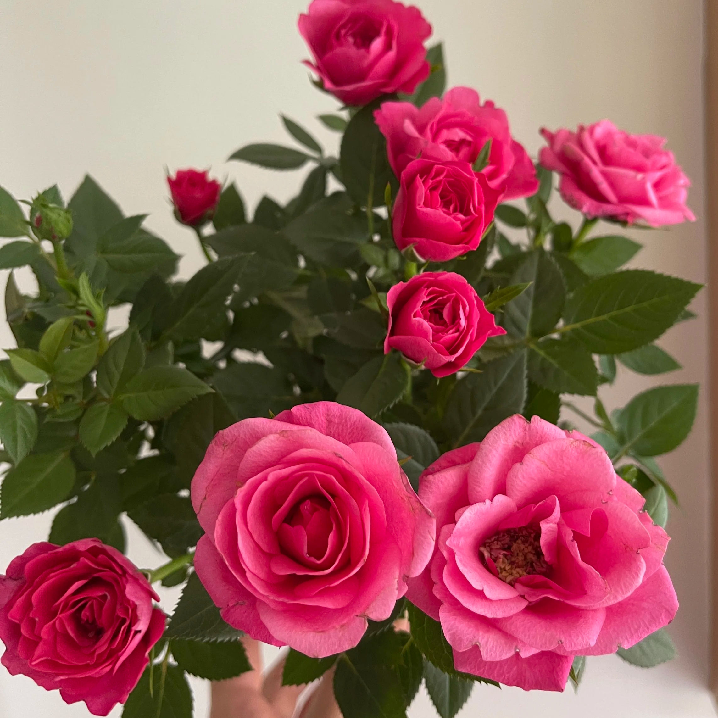 Episode 323: So you've been given a miniature rose... 